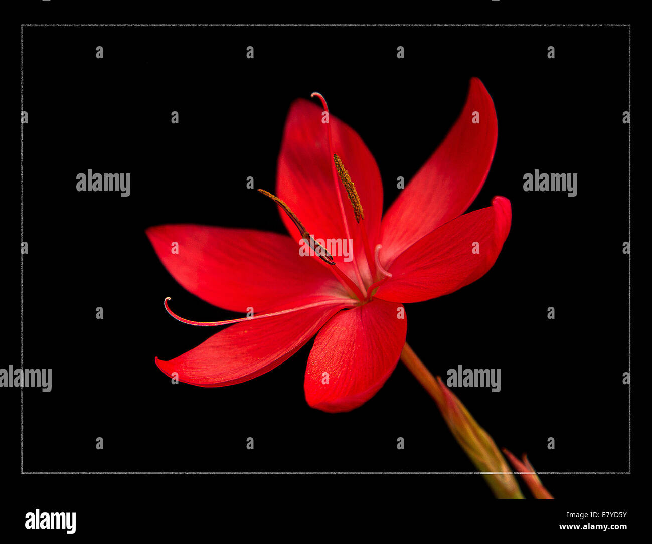 Schizostylus coccinea, the Kaffir lily,is a member of the Iris family - Iridaceae. Stock Photo