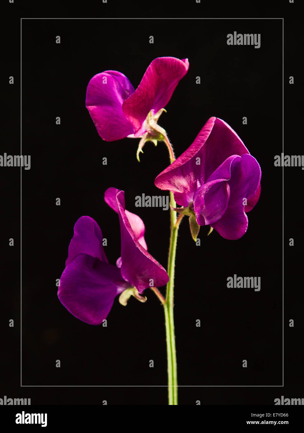 A beautiful, delicate purple-flowered Sweet Pea (Lathyrus odoratus), with raindrops, set against a black background. Stock Photo