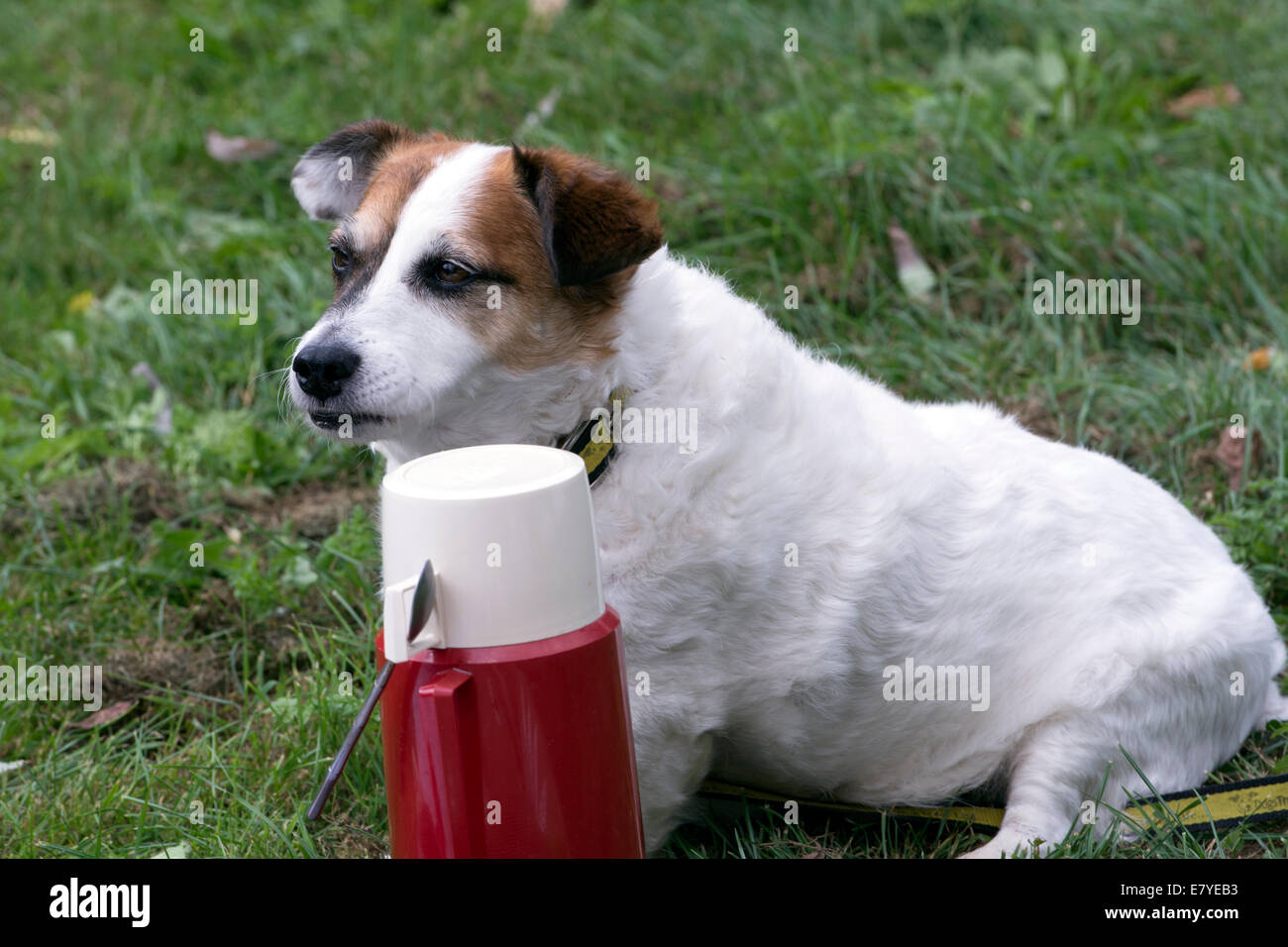 https://c8.alamy.com/comp/E7YEB3/an-old-dog-and-a-thermos-flask-E7YEB3.jpg