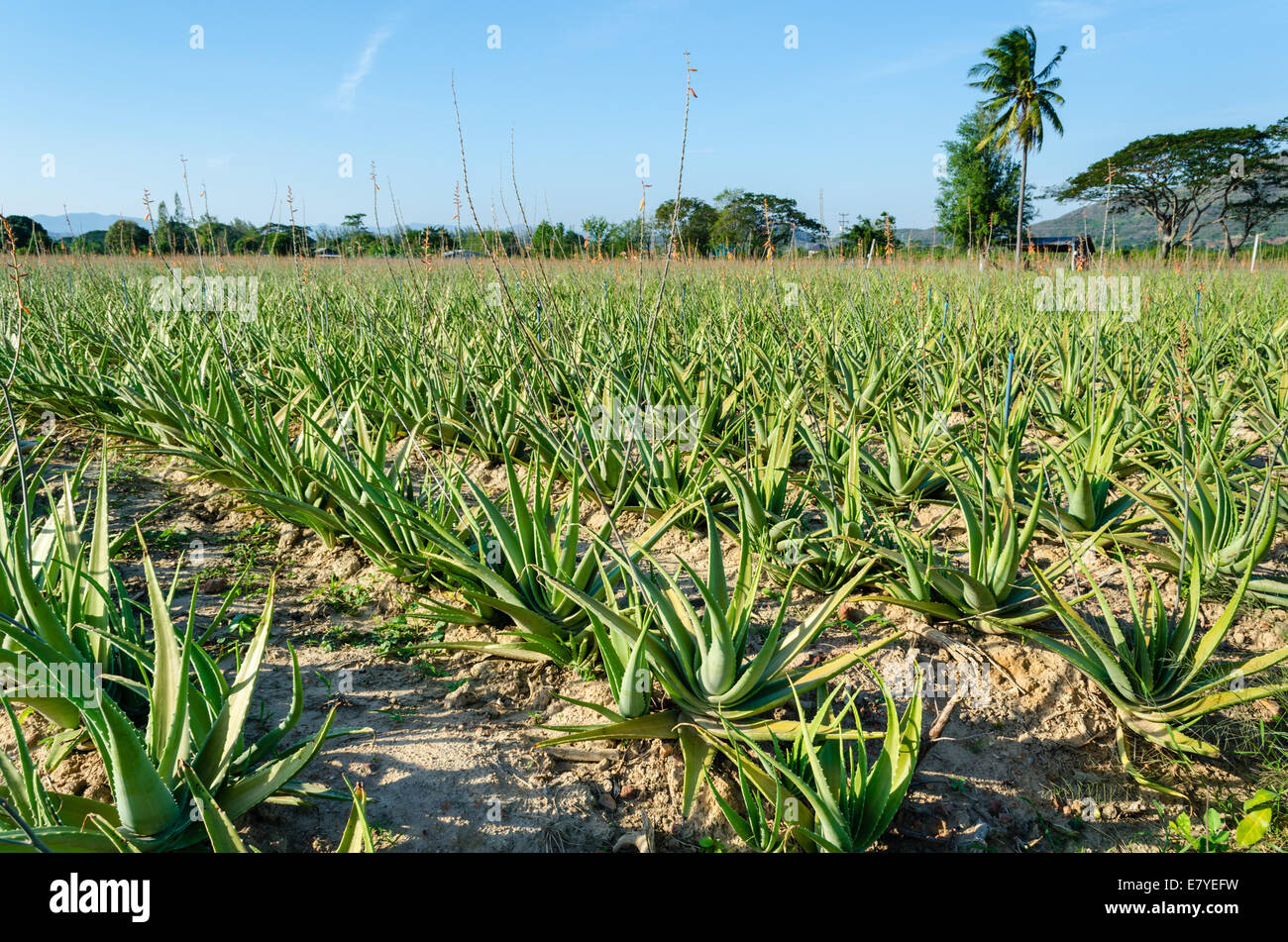 Scenic view of crop of aloe vera plants receding into distance, Thailand  Stock Photo - Alamy