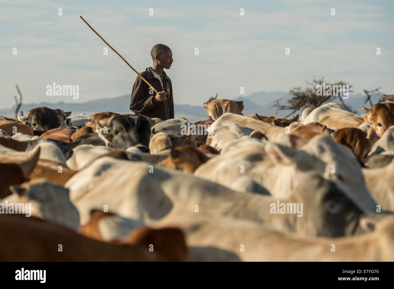 James Punyua watches cattle at Lewa Wildlife Conservancy which is part of a “Livestock to Market” business that shifts more of t Stock Photo
