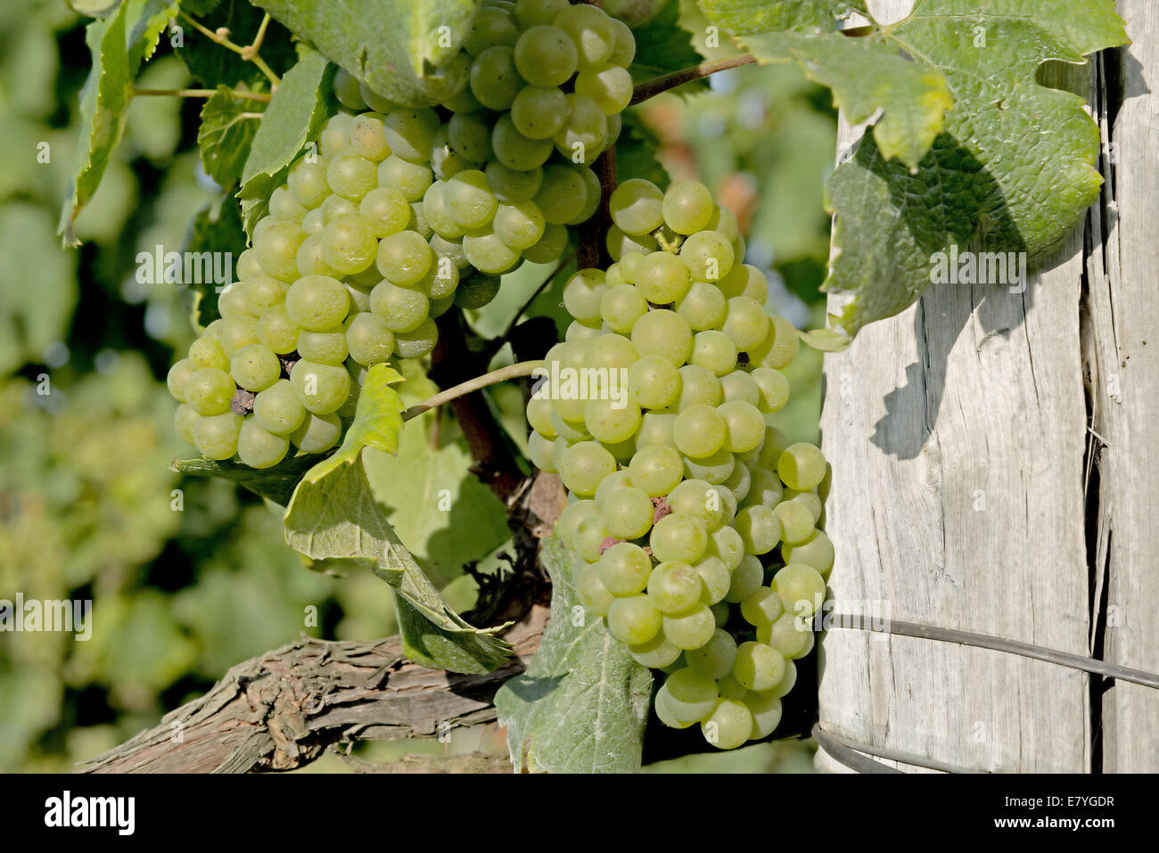 Italy,Vineyard Landscape of Piedmont: Langhe-Roero and Monferrato inscribed on the World Heritage List of UNESCO:muscat bunches Stock Photo