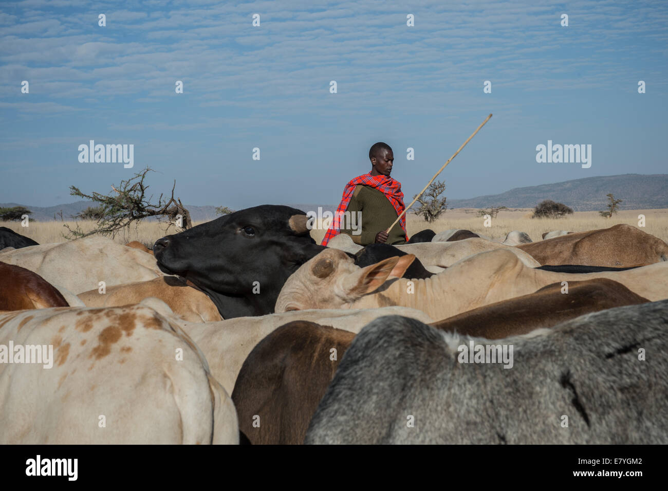 Gabrial Longisa watches cattle at Lewa Wildlife Conservancy which is part of a “Livestock to Market” business that shifts more o Stock Photo