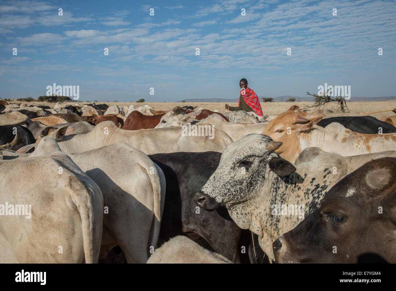 Gabrial Longisa watches cattle at Lewa Wildlife Conservancy which is part of a “Livestock to Market” business that shifts more o Stock Photo