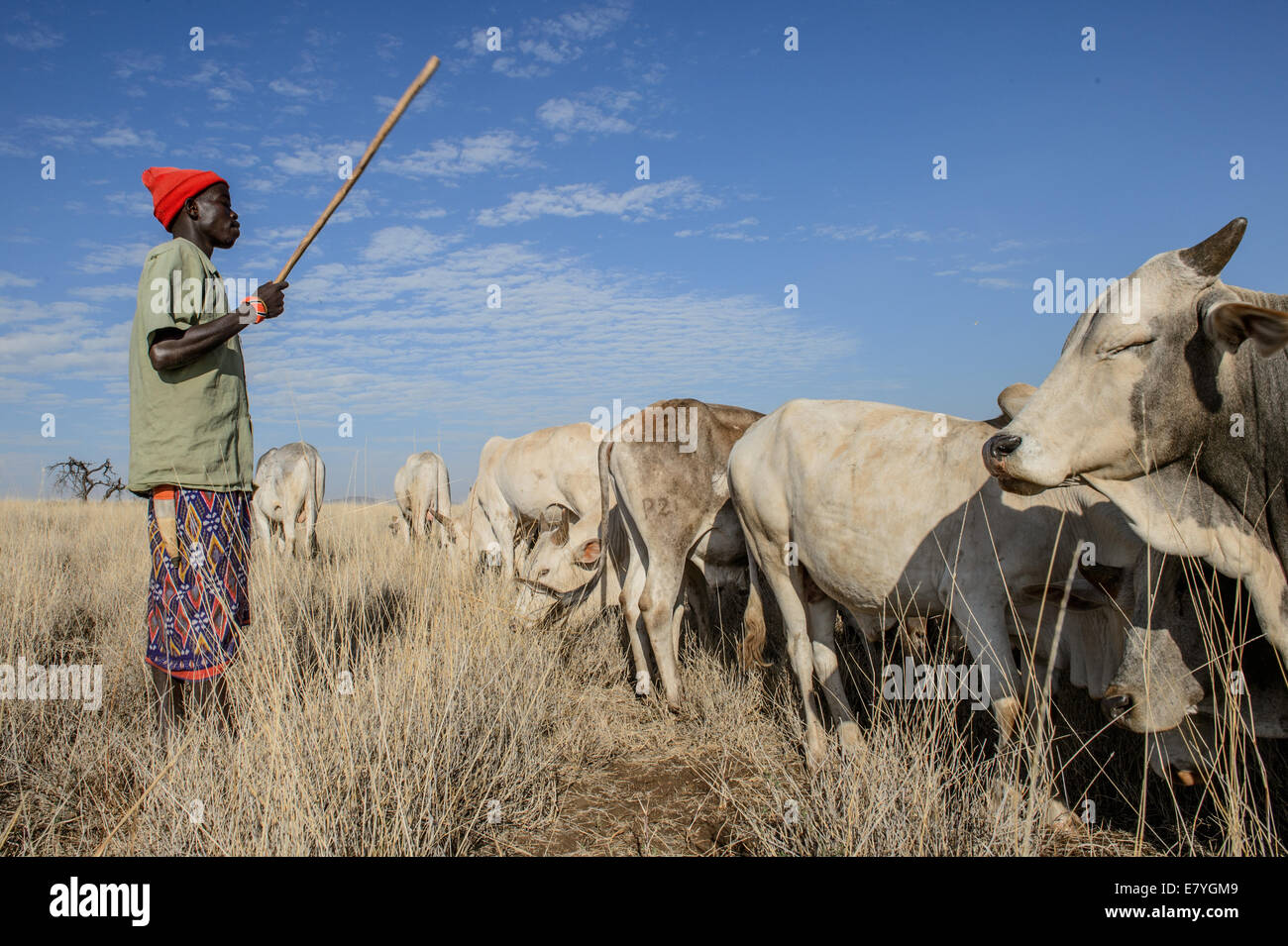 Lelente Lendira watch cattle at Lewa Wildlife Conservancy which is part of a “Livestock to Market” business that shifts more of Stock Photo