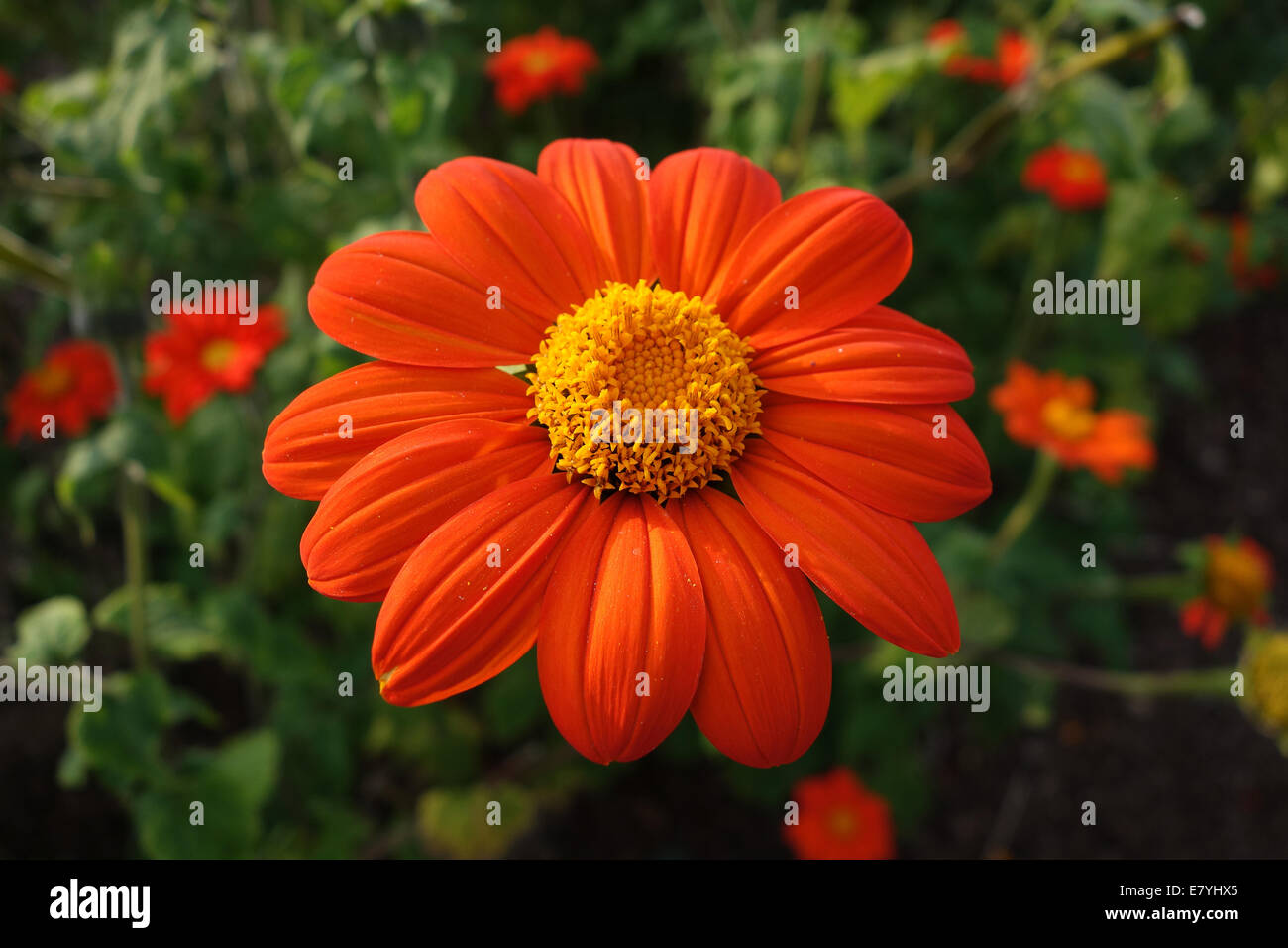 Tithonia High Resolution Stock Photography And Images Alamy