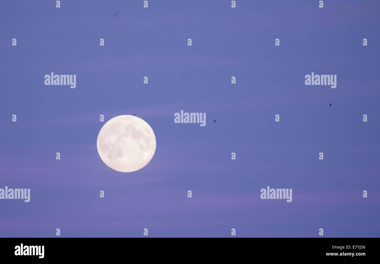 Full moon and flying birds on August sky, Sweden. Stock Photo