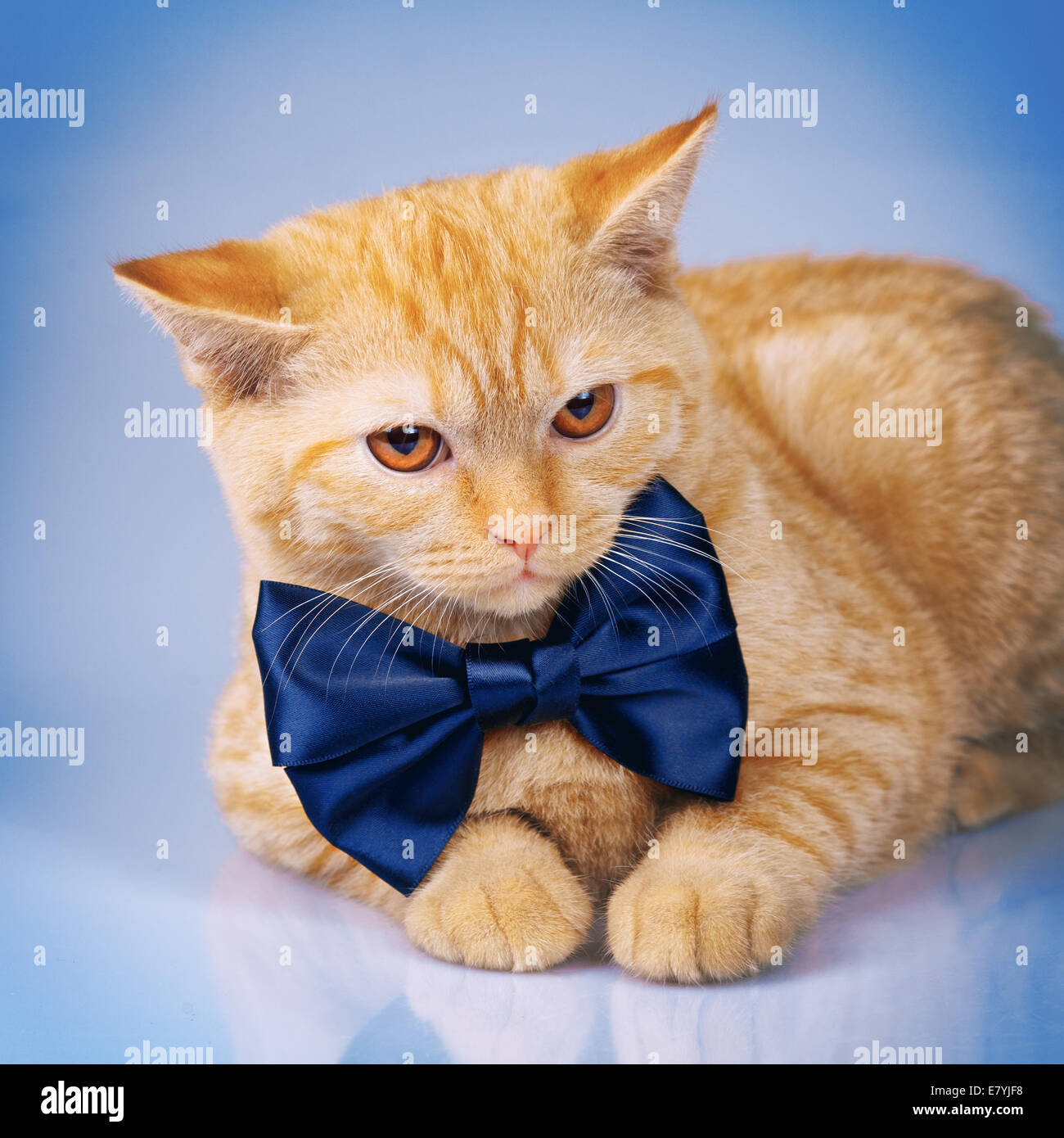 Cute Cat Wearing Coat and Red Bowtie Graphic by vatemplatecards