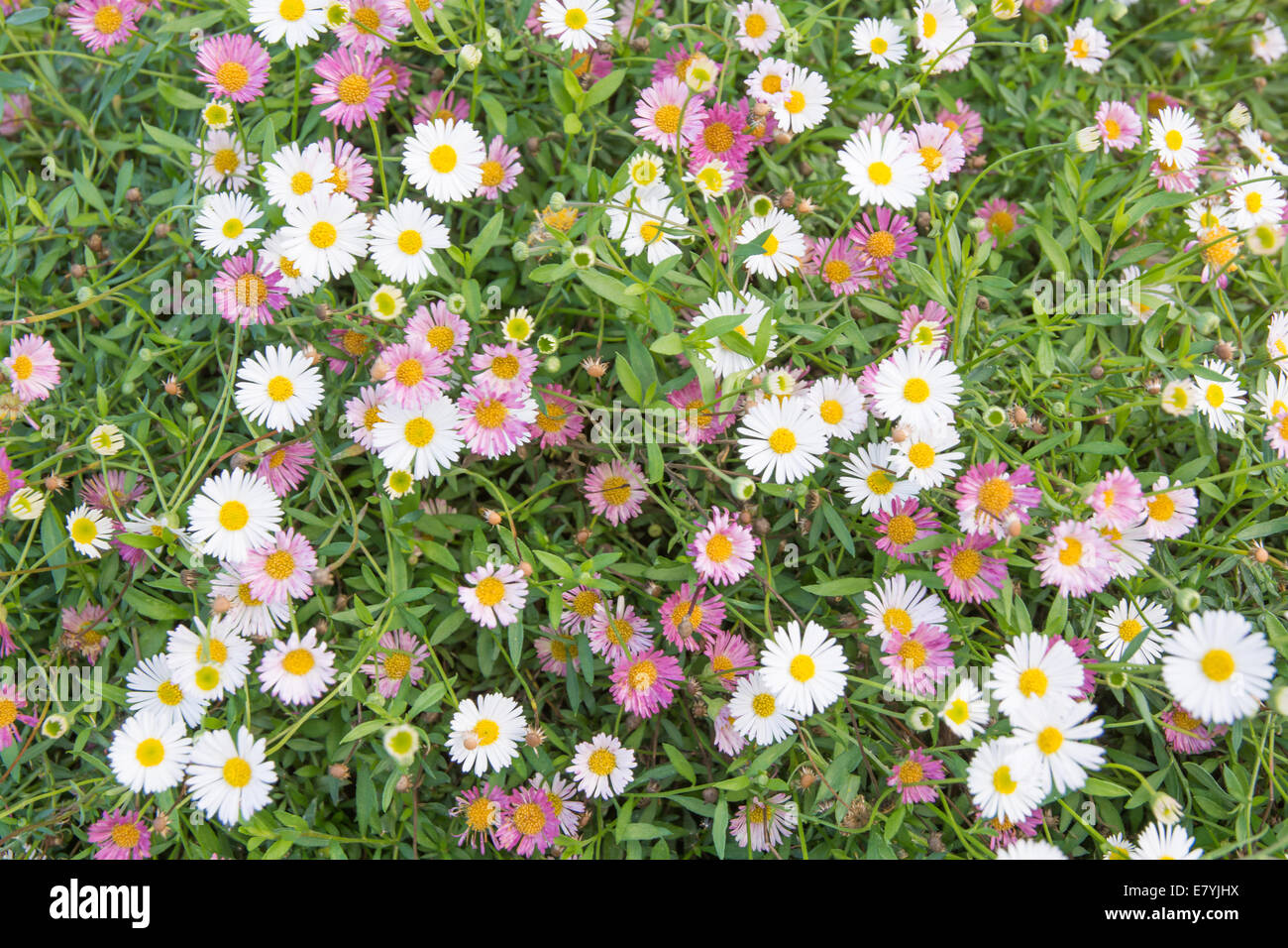 Purple and white Bellis perennis covering a lawn of grass. Stock Photo