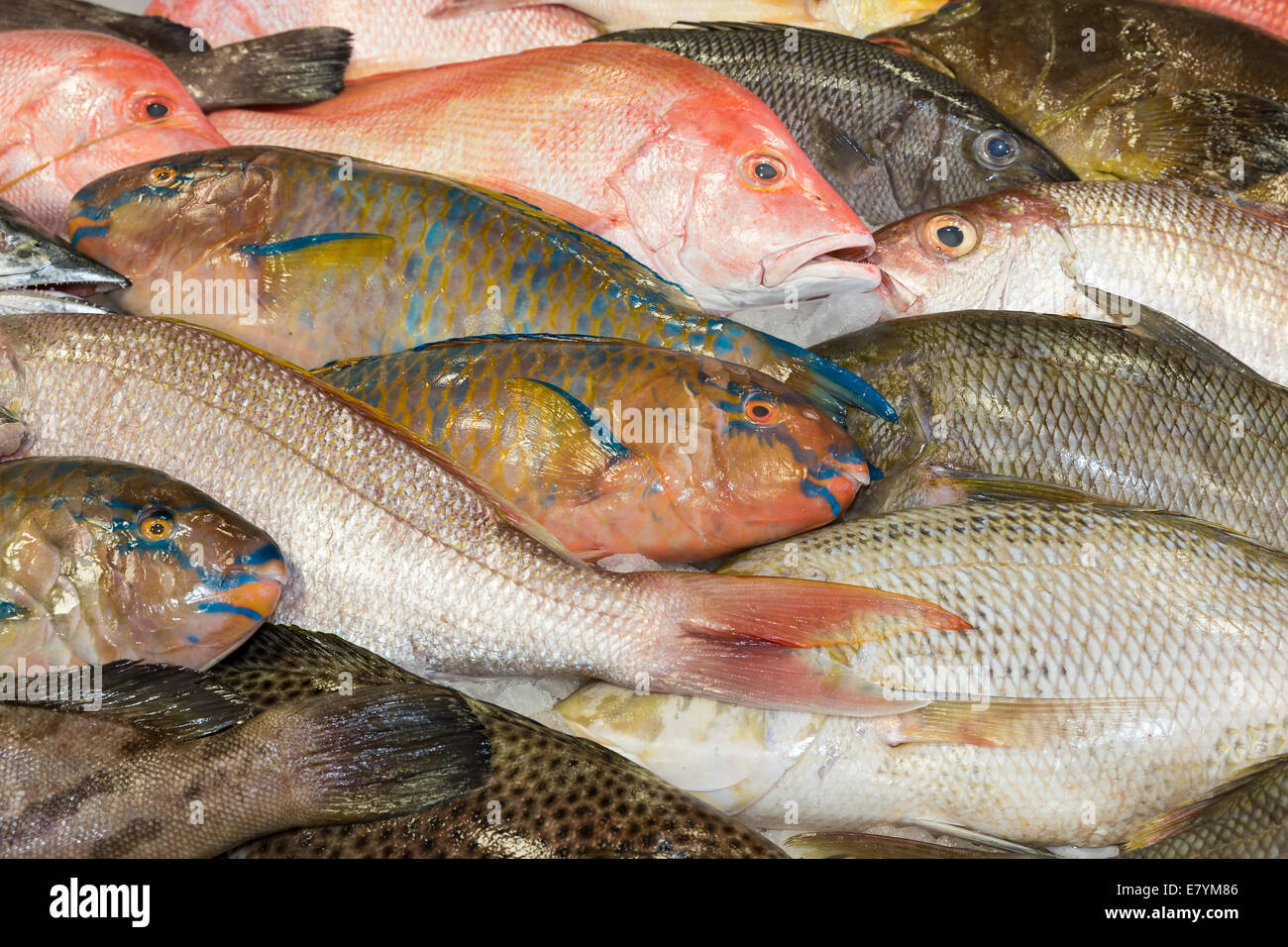 Various fresh fish exposed at a fish market Stock Photo
