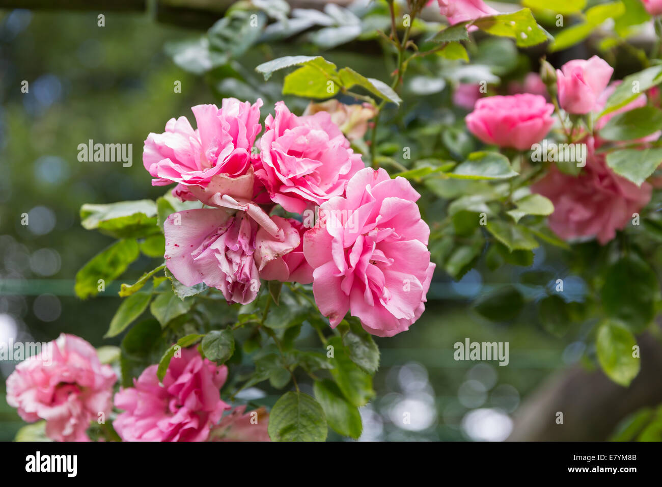 Pink rosa in ornamental garden with selective focus Stock Photo