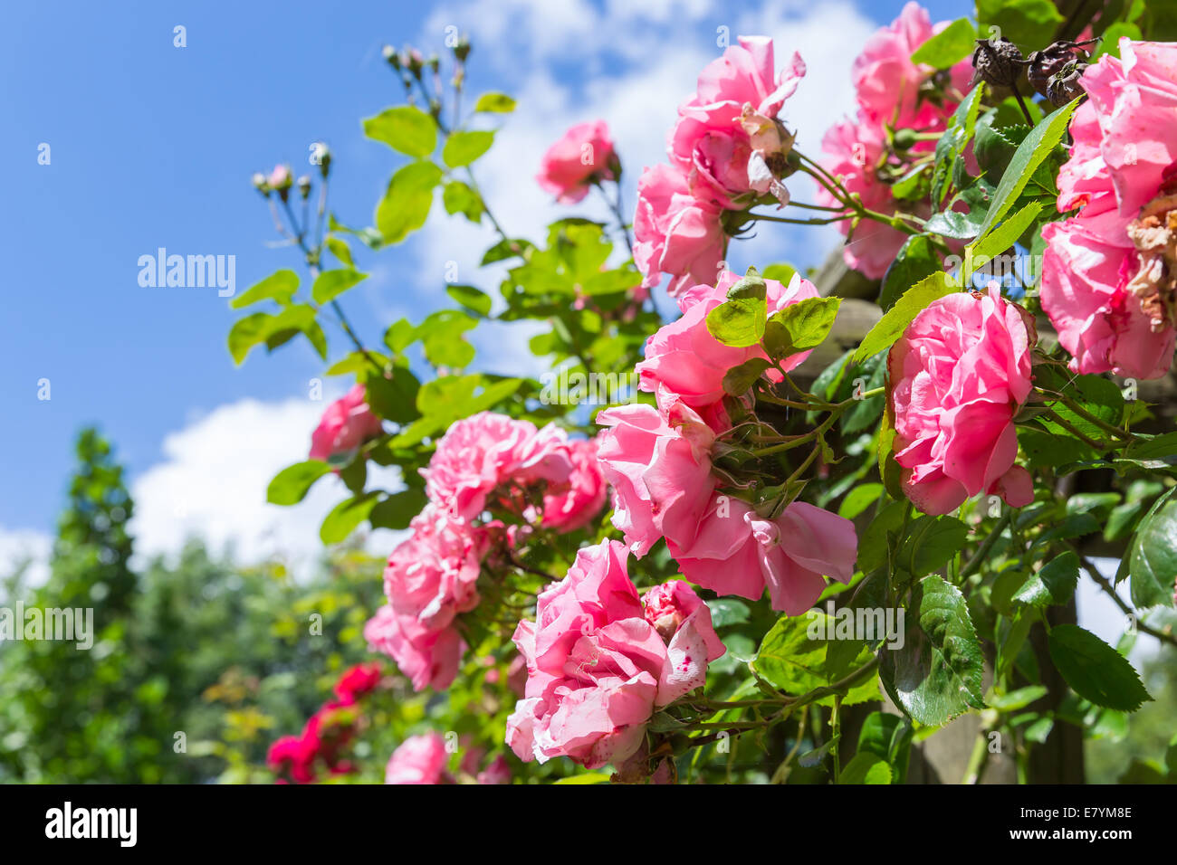 Pink rosa in an ornamental garden with selective focus against a blue sky Stock Photo