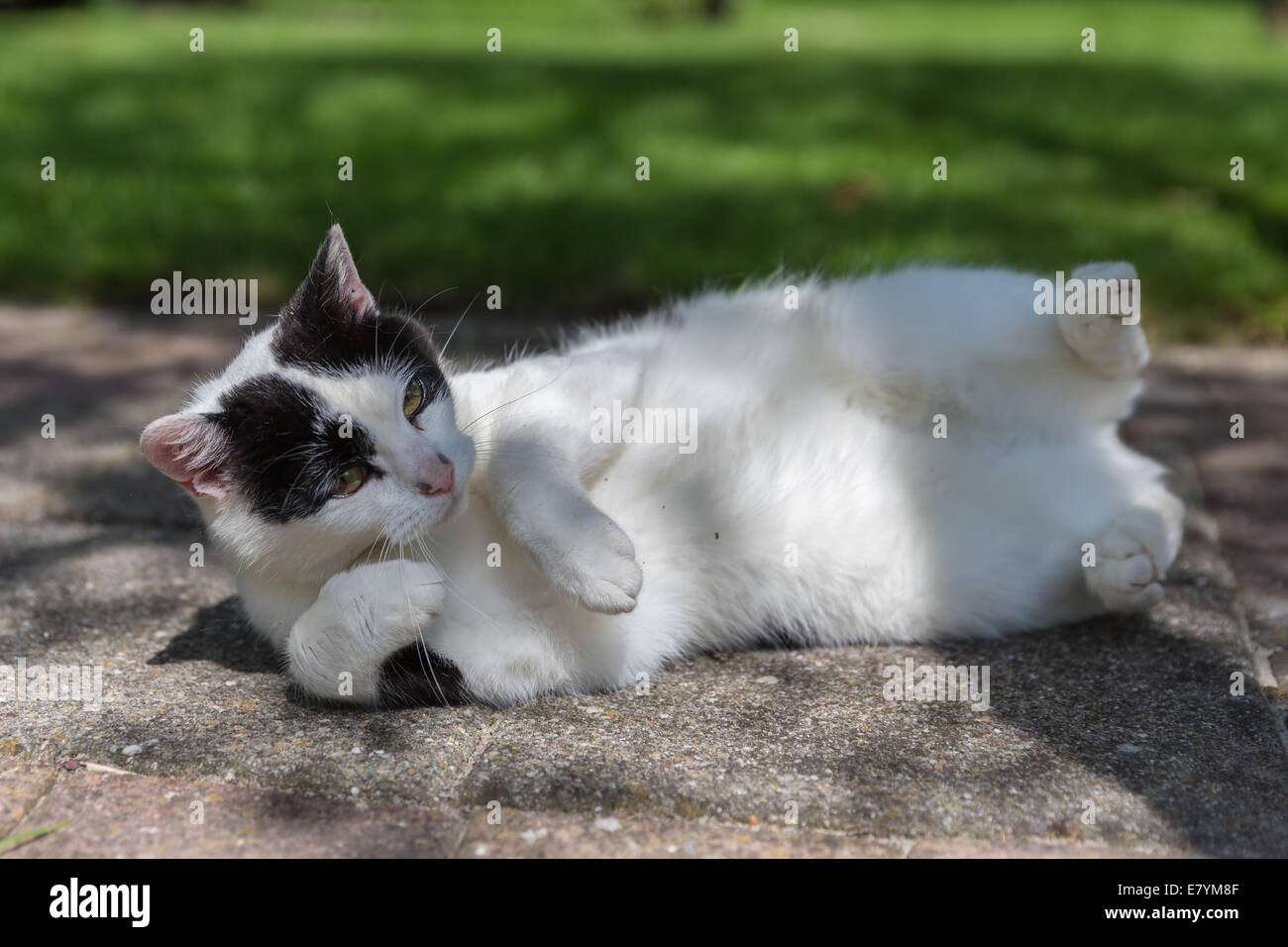 Lazy black and white cat sleeping in a garden Stock Photo - Alamy
