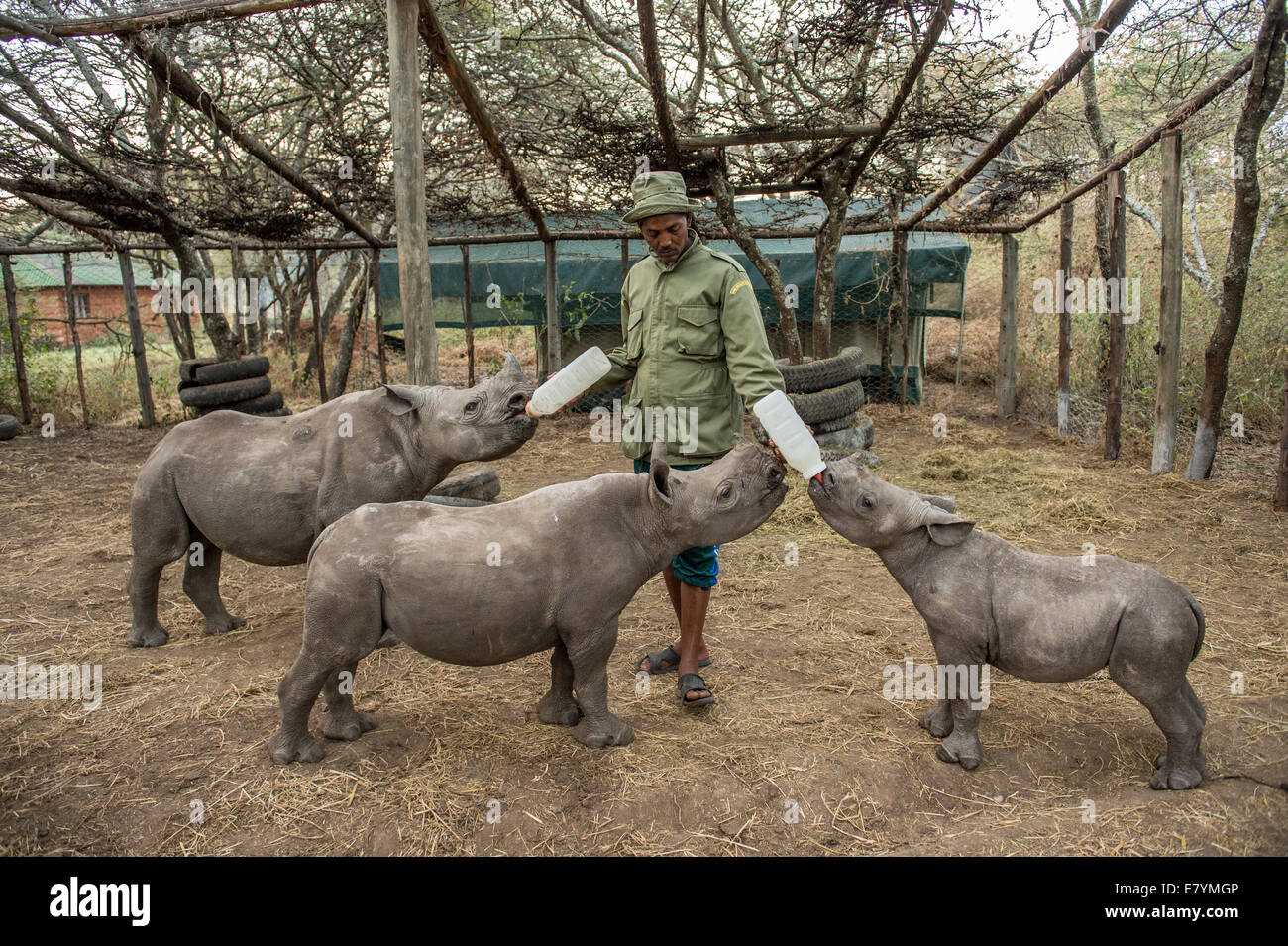 Adin Tapicha feeds orphaned southern white rhinos  at the Lewa Wildlife Conservancy in Northern Kenya. Lewa’s mission is not onl Stock Photo