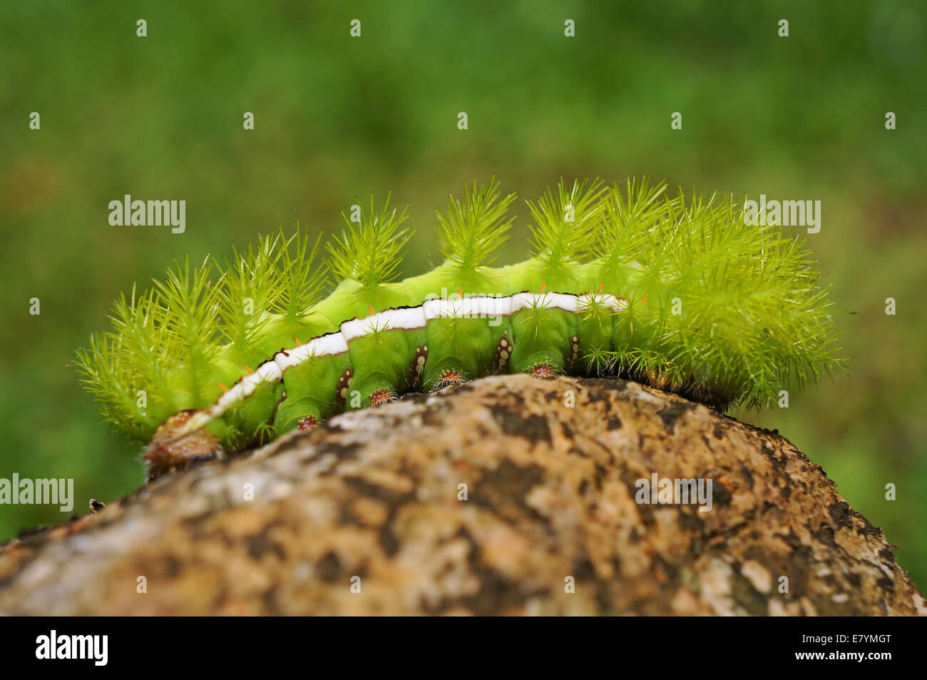 A spiky green caterpillar, Automeris io moth, on a rock, Panama, Central America Stock Photo