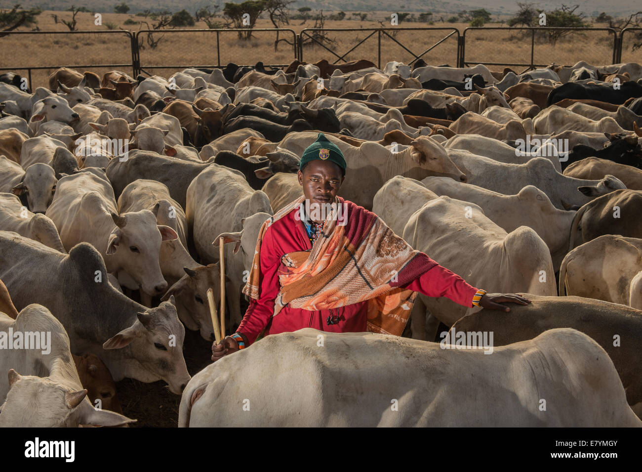 Mechuki Maragos watches over cattle at Lewa Wildlife Conservancy which is part of a “Livestock to Market” business that shifts m Stock Photo
