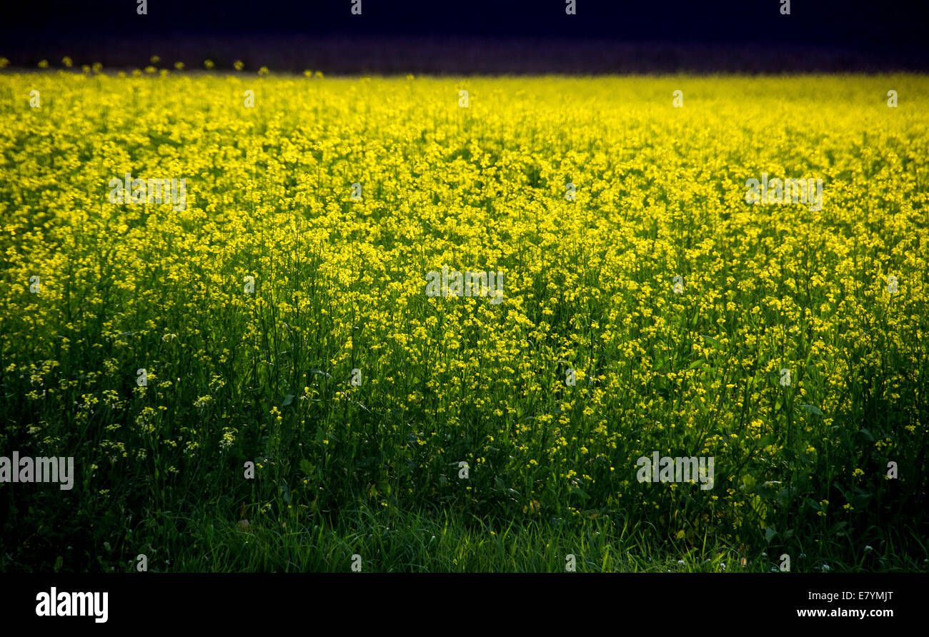 Mustard Fields Stock Photos & Mustard Fields Stock Images Alamy