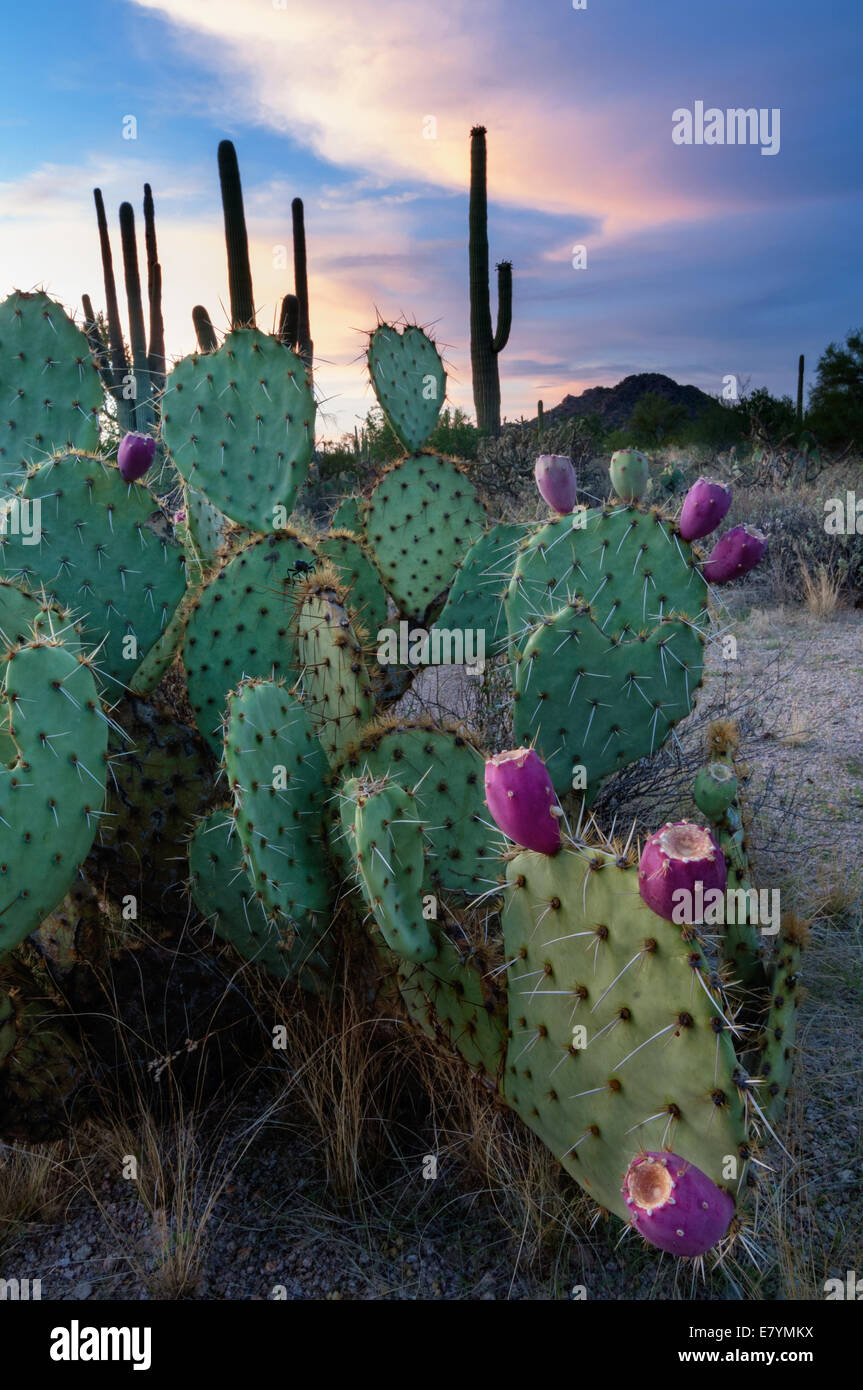A prickly pear cactus in the Arizona desert is ripe with fruit Stock Photo  - Alamy