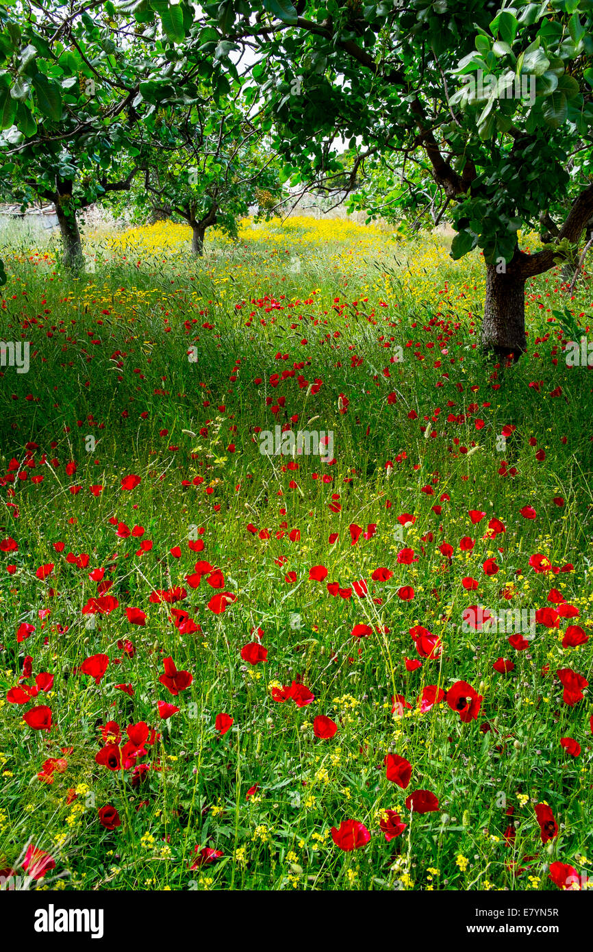 Backdrop of poppies hi-res stock photography and images - Alamy