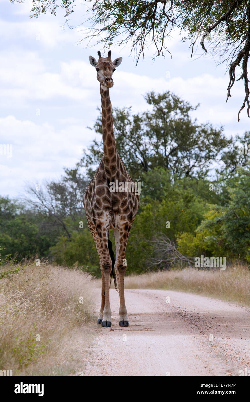 Giraffe blocking the road Stock Photo