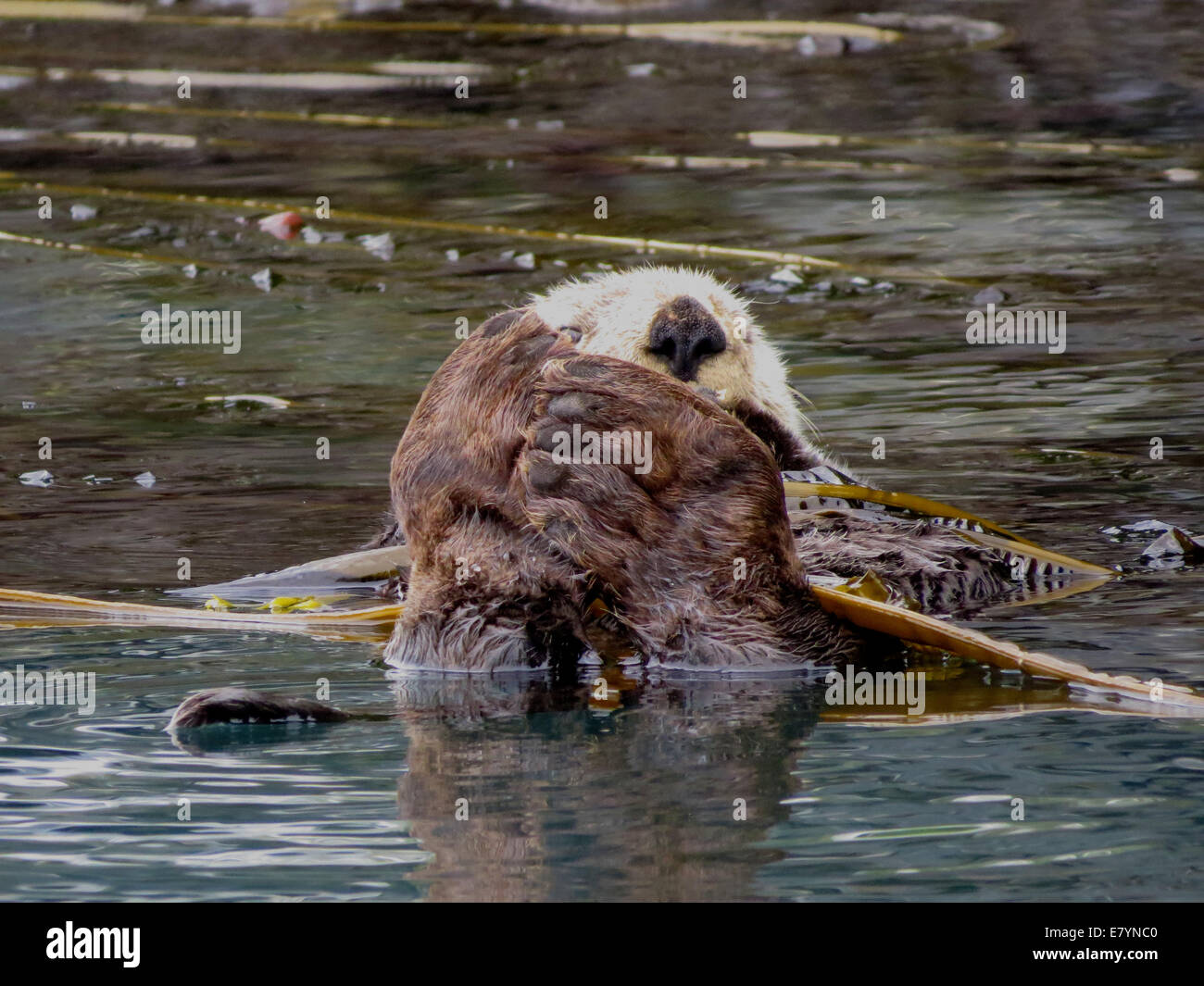 A Northern Sea Otter (Enhydra lutris kenyonii) floating in a kelp bed in the Inian Islands, Tongass National Forest, Alaska. Stock Photo