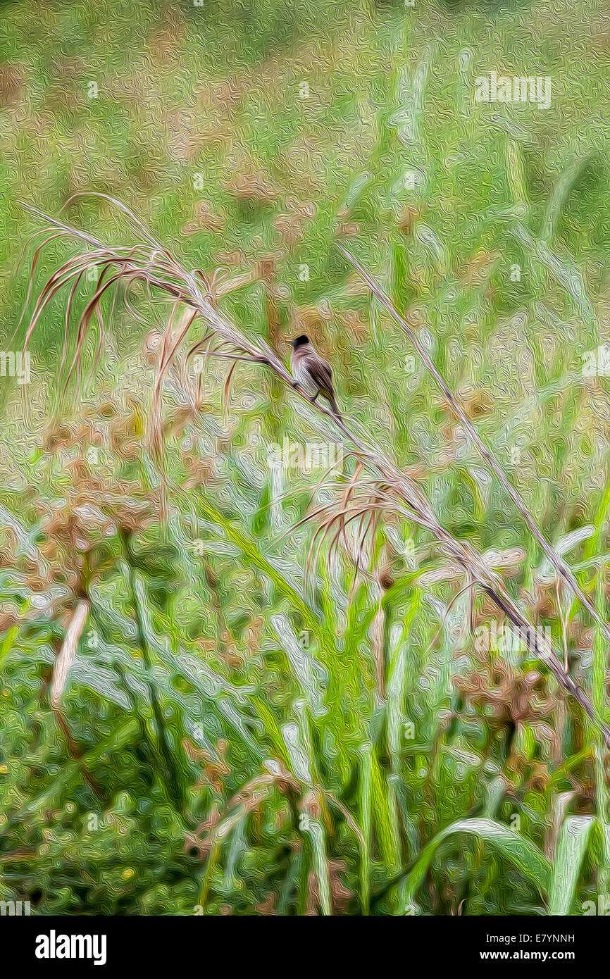 Dark-capped Bulbul sitting on swamp grass Stock Photo - Alamy