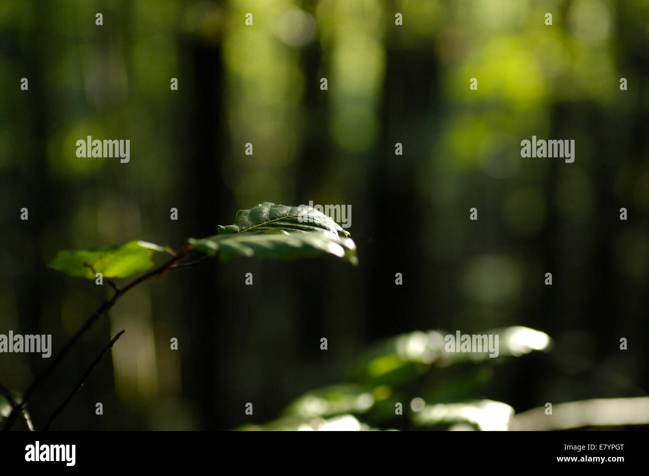 Light in focus hi-res stock photography and images - Alamy