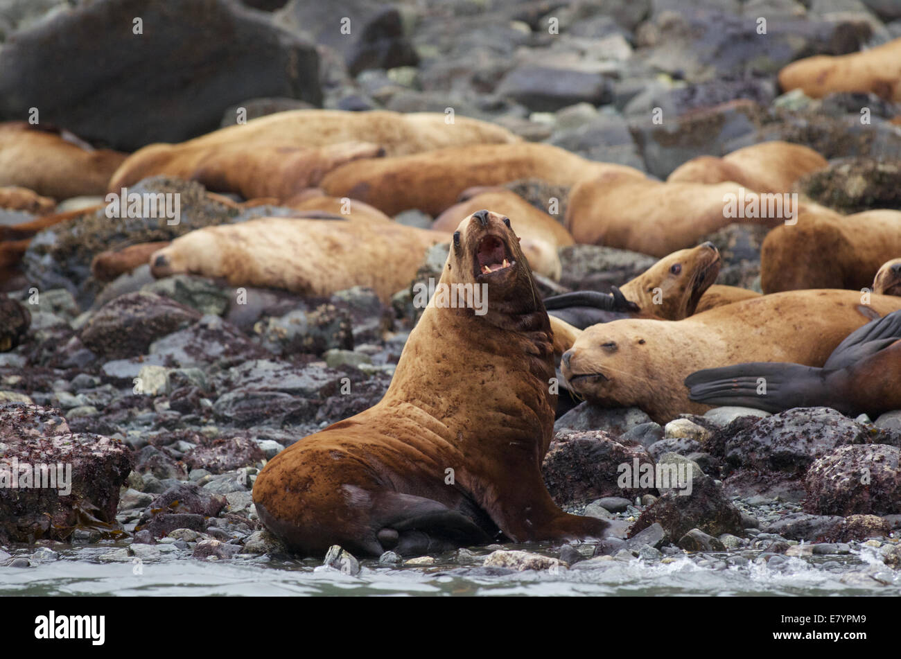 A colony of Steller Sea Lions (Eumetopias jubatus) in the Inian Islands in Tongass National Park, Alaska. Stock Photo