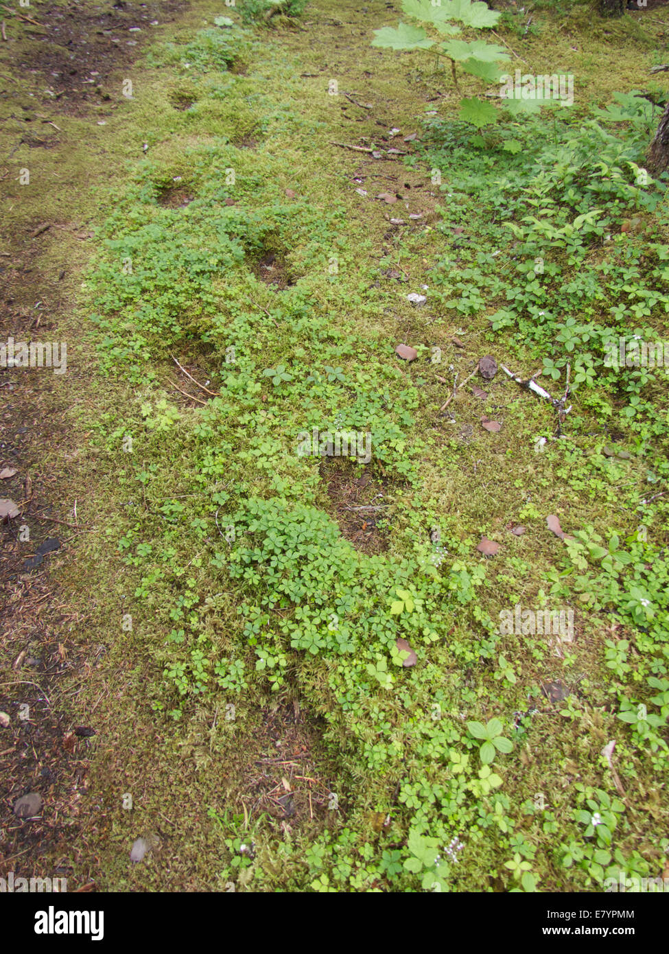 The footsteps of generations of Coastal Brown Bears (Ursus arctos horribilis) that follow the same path for years, in Alaska. Stock Photo