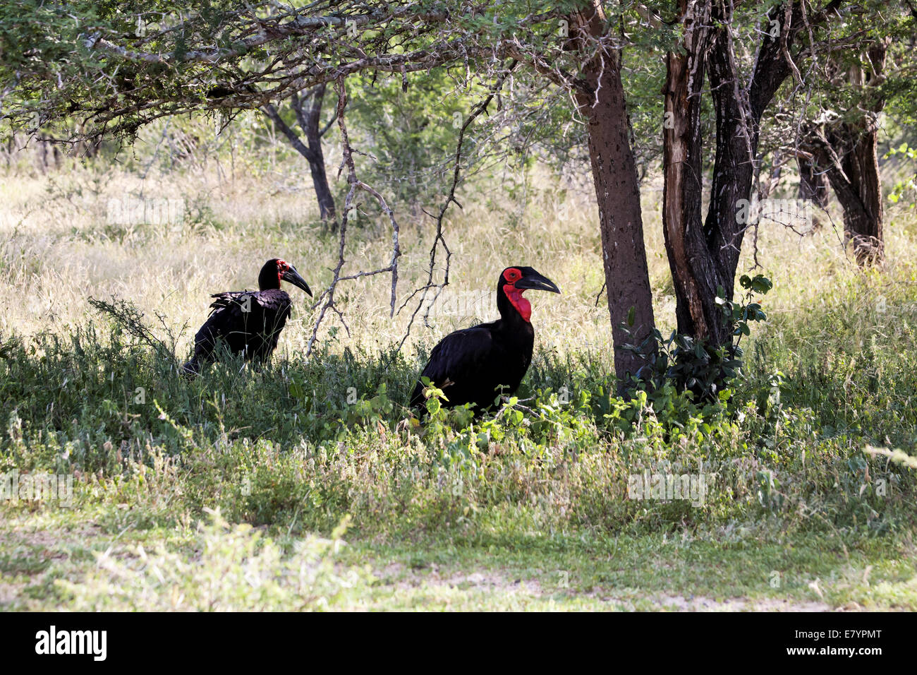 Two Ground Hornbills hunting for food Stock Photo Alamy