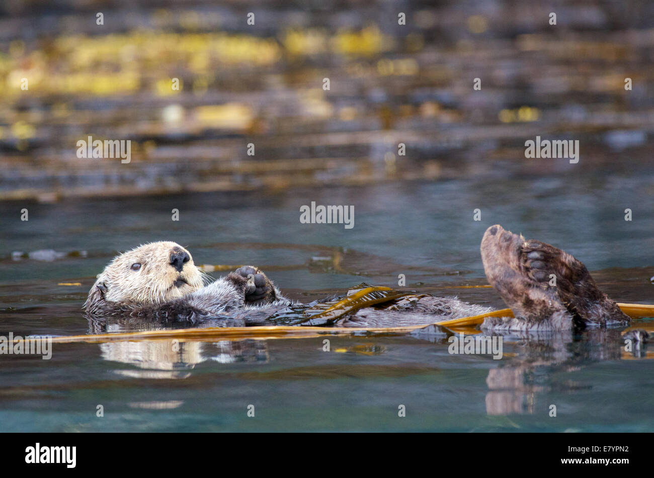 A Northern Sea Otter (Enhydra lutris kenyonii) floating in a kelp bed in the Inian Islands, Tongass National Forest, Alaska. Stock Photo