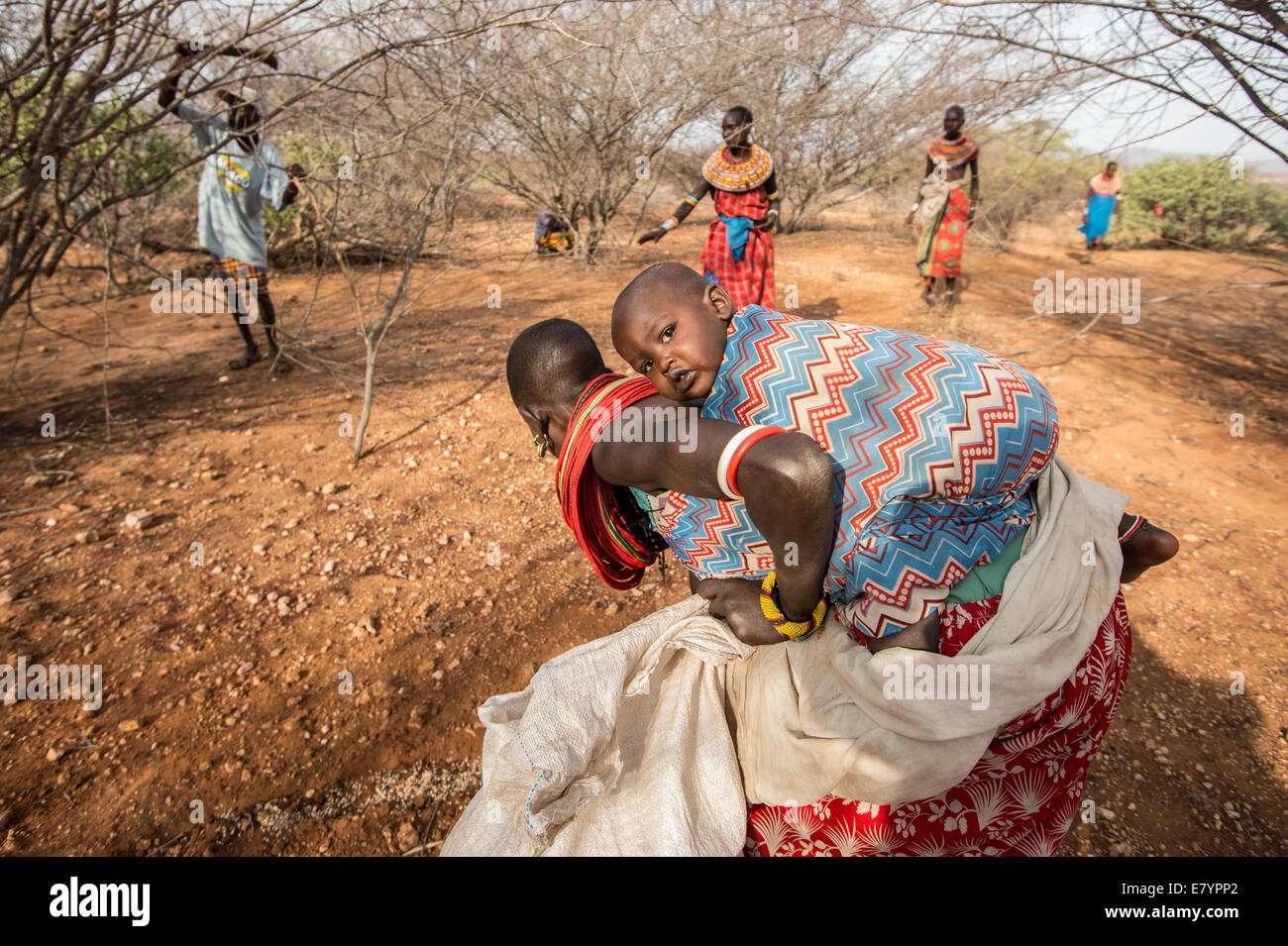 At West Gate Conservancy in Northern Kenya, Samburu women chop down Acacia reficiens, a n invasive species that sucks nutrients Stock Photo