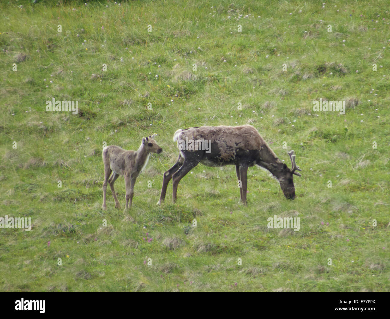 Baby caribou and mother hires stock photography and images Alamy