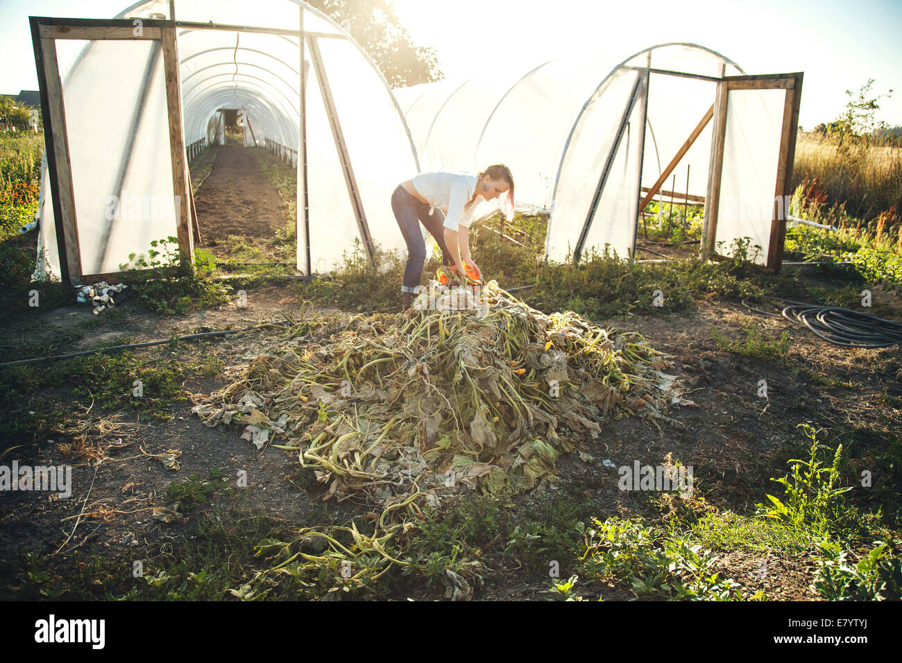 Young woman collecting green waste near greenhouses Stock Photo