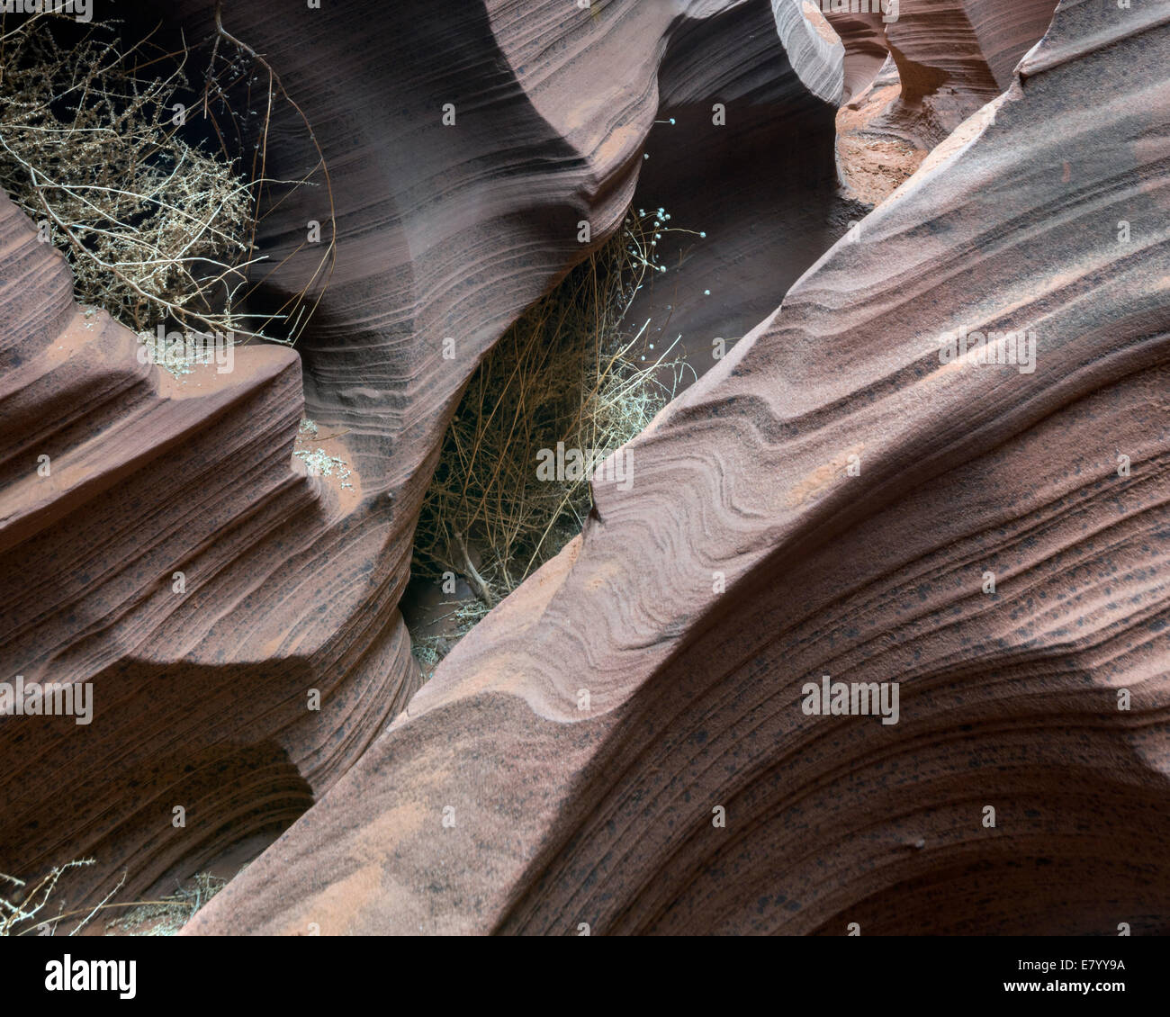 Tumbleweeds blown into Rattlesnake Canyon, Page, Arizona, USA Stock Photo