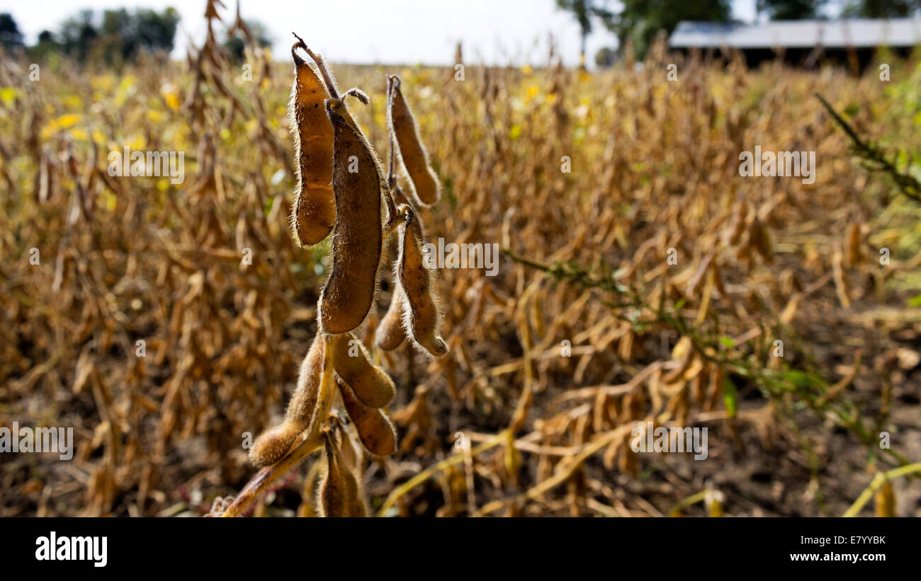 Iowa soybeans near harvest Stock Photo Alamy