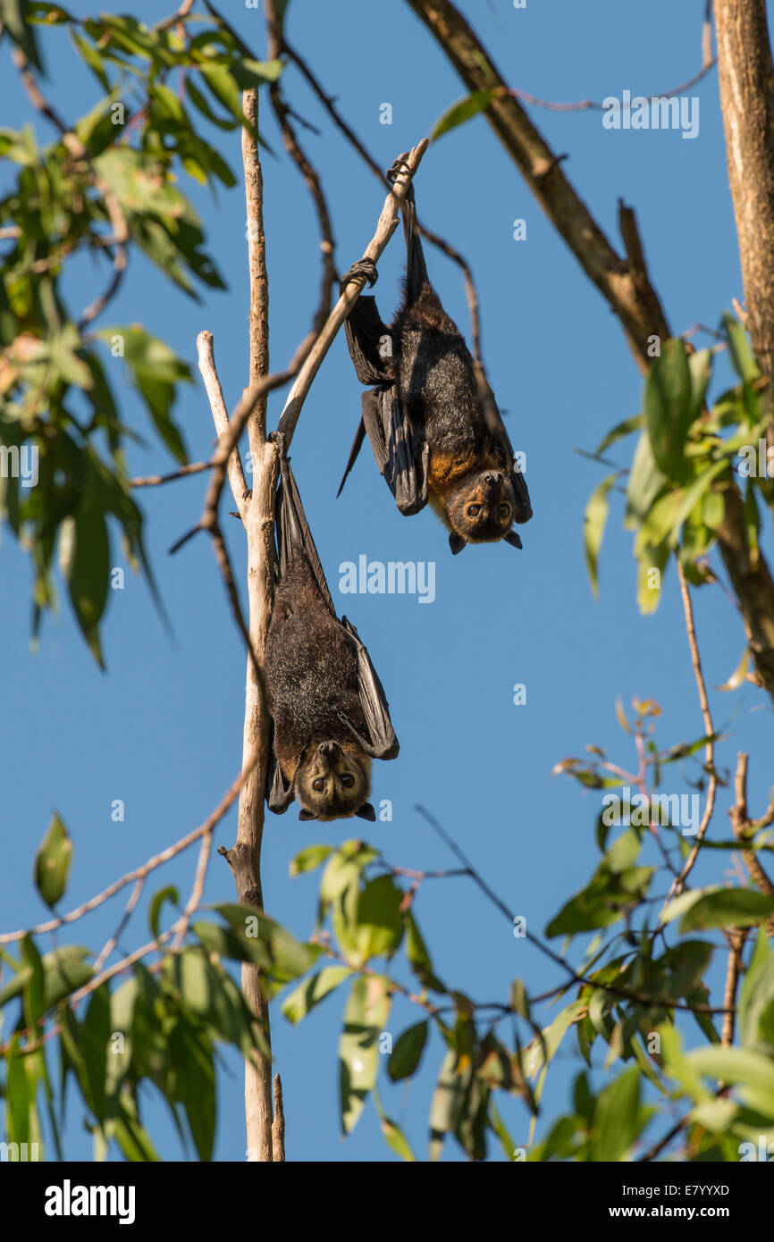 Flying fox hanging from tree hi-res stock photography and images - Alamy