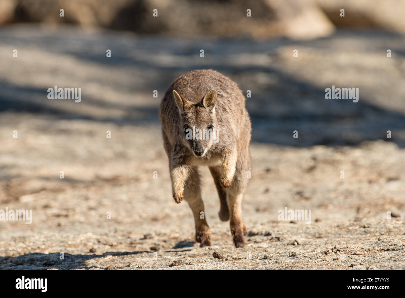 Stock photo of a Mareeba rock wallaby hopping. Stock Photo