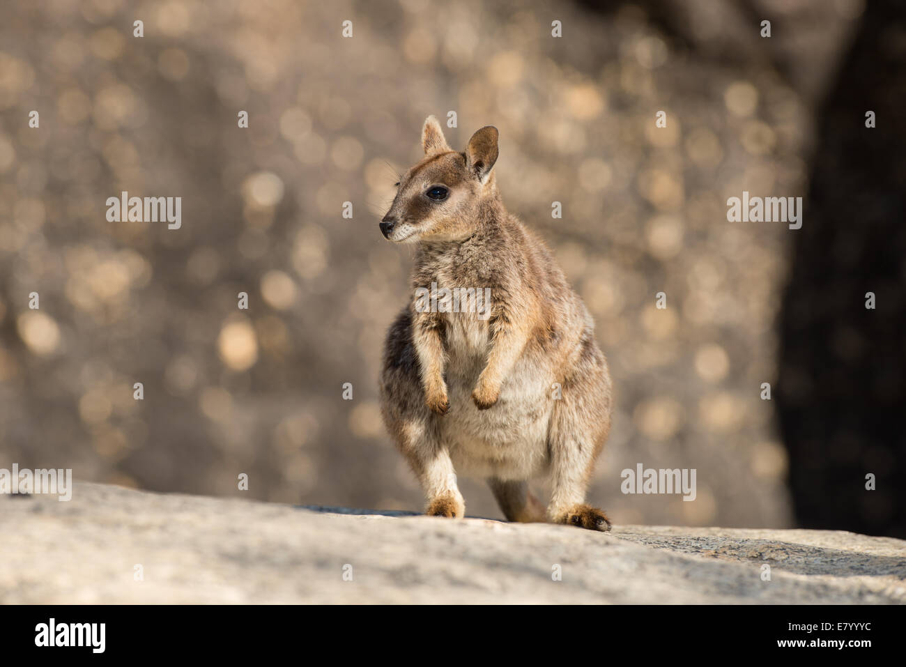 Young mareeba unadorned rock wallaby. Stock Photo