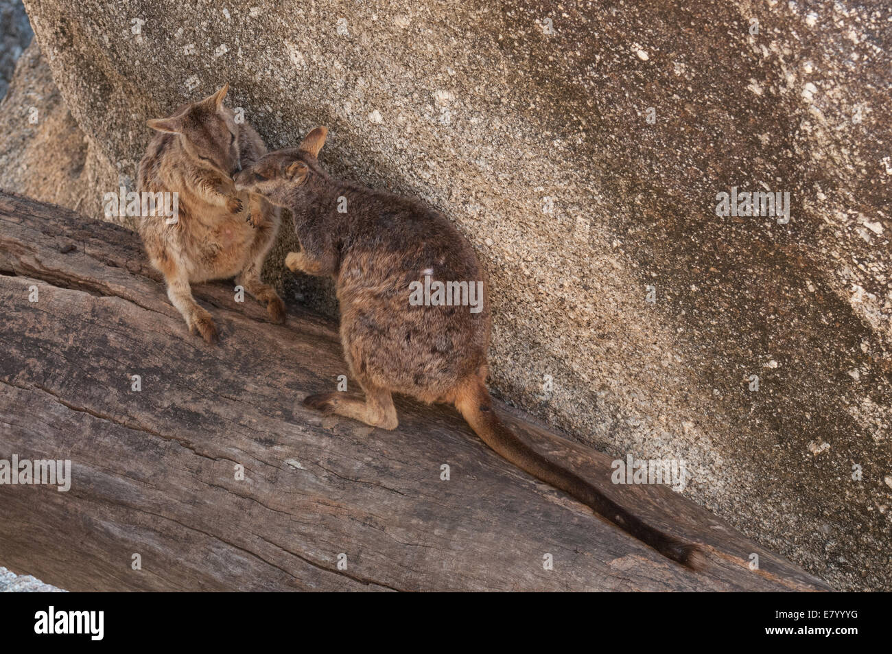 Stock photo of two Mareeba unadorned rock wallabies grooming eachother. Stock Photo