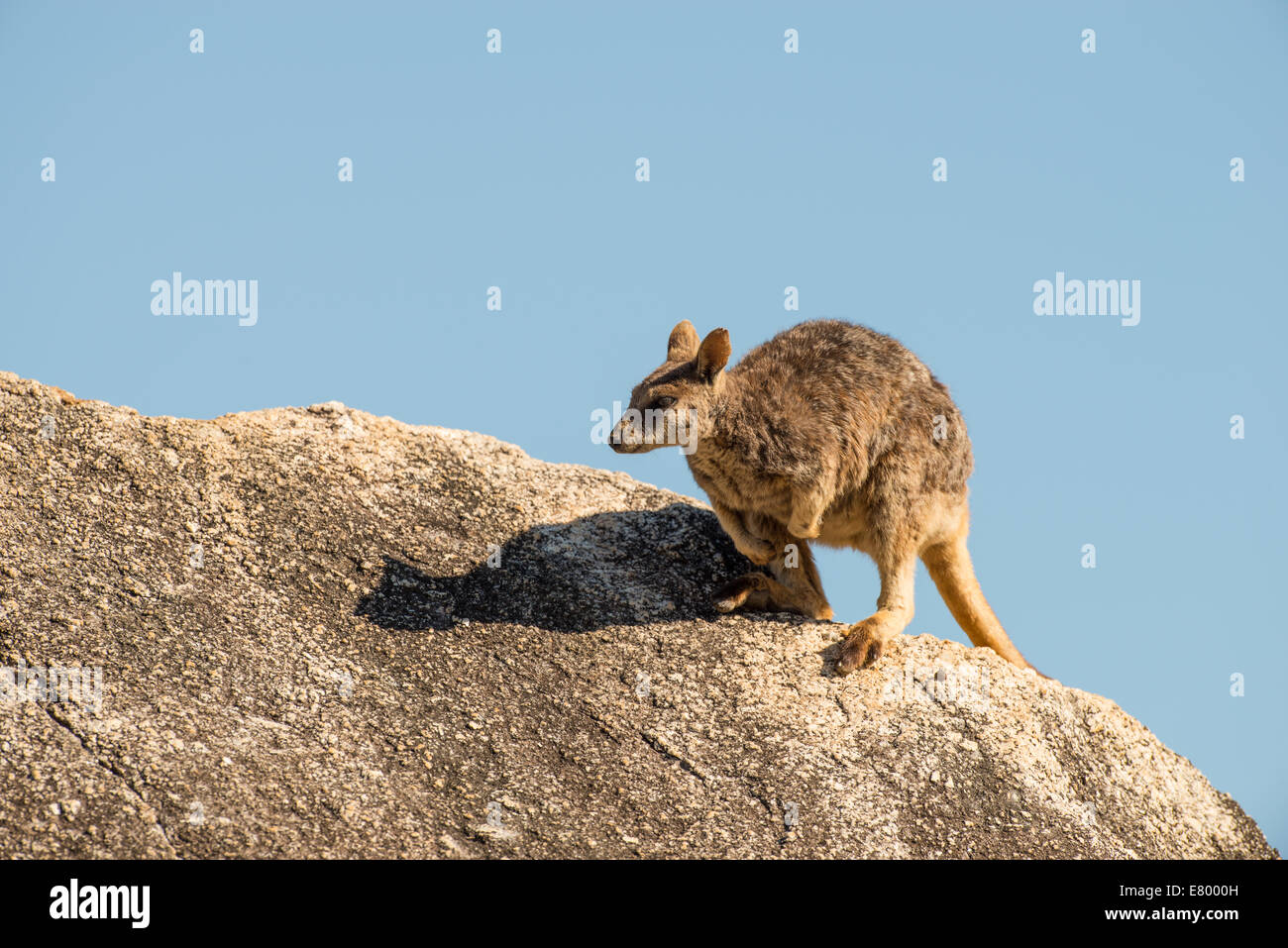 Stock photo of a Mareeba unadorned rock wallaby sitting on top of a boulder. Stock Photo