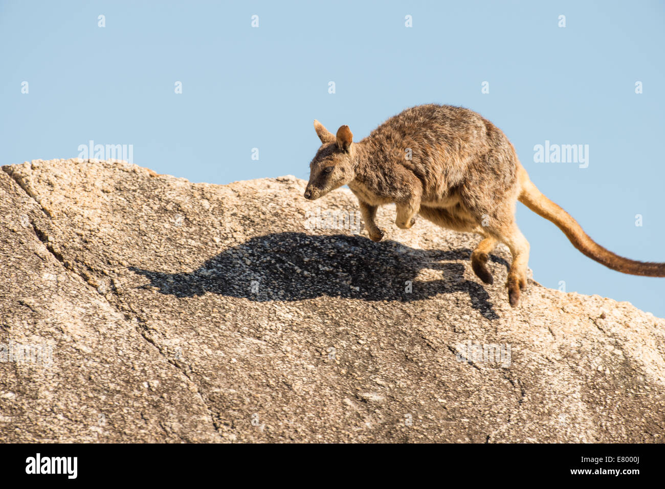 Stock photo of a Mareeba unadorned rock wallaby sitting on top of a boulder. Stock Photo