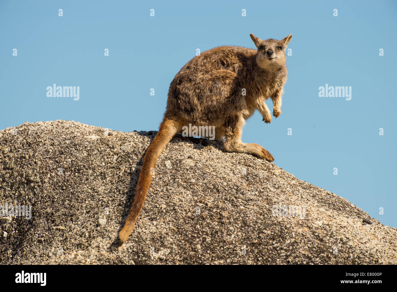 Stock photo of a Mareeba unadorned rock wallaby sitting on top of a boulder. Stock Photo