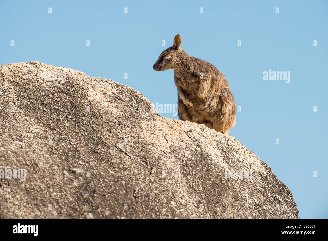 Stock photo of a Mareeba unadorned rock wallaby sitting on top of a boulder. Stock Photo