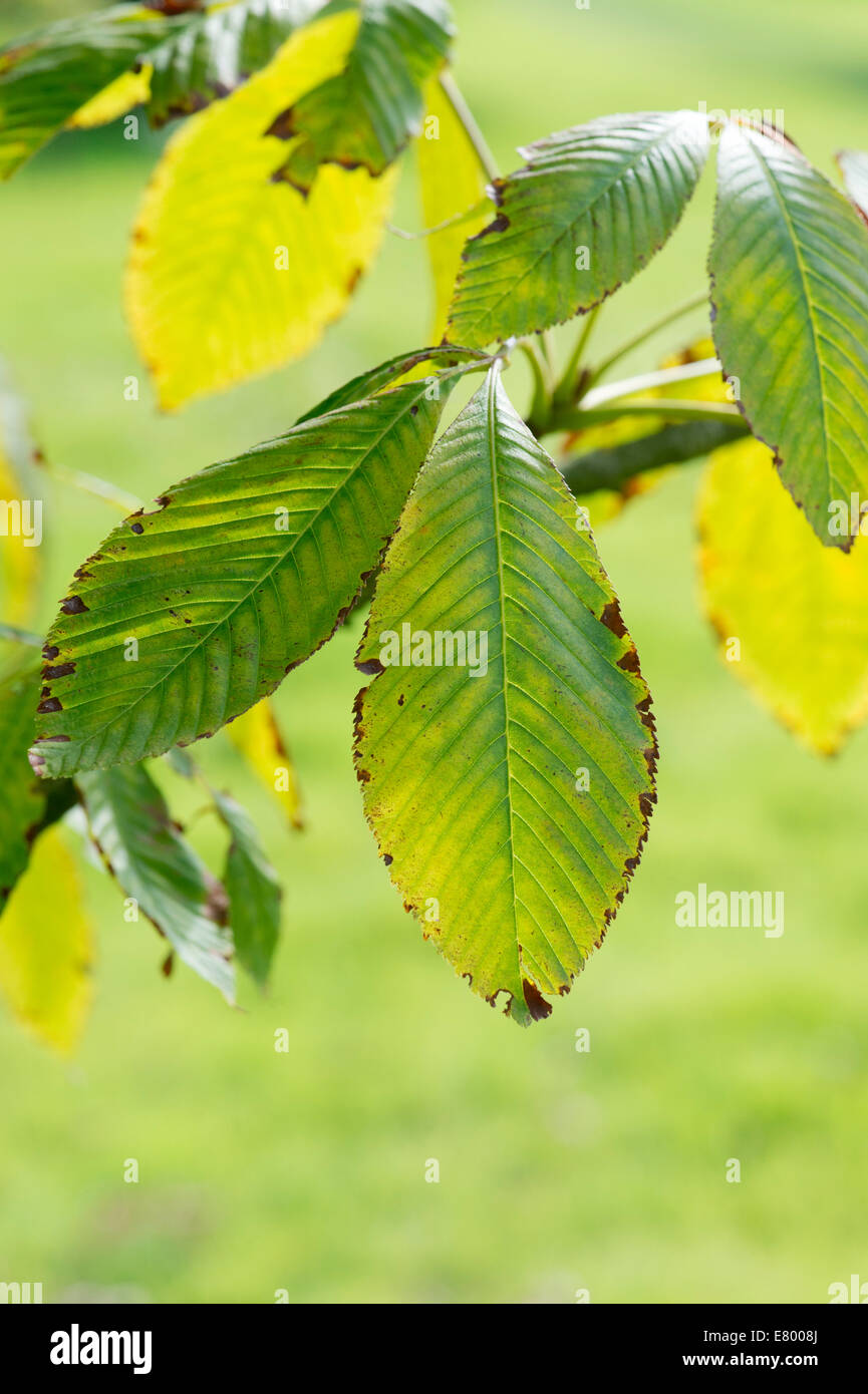 Aesculus Turbinata. Japanese horse chestnut tree leaves in autumn changing colour Stock Photo