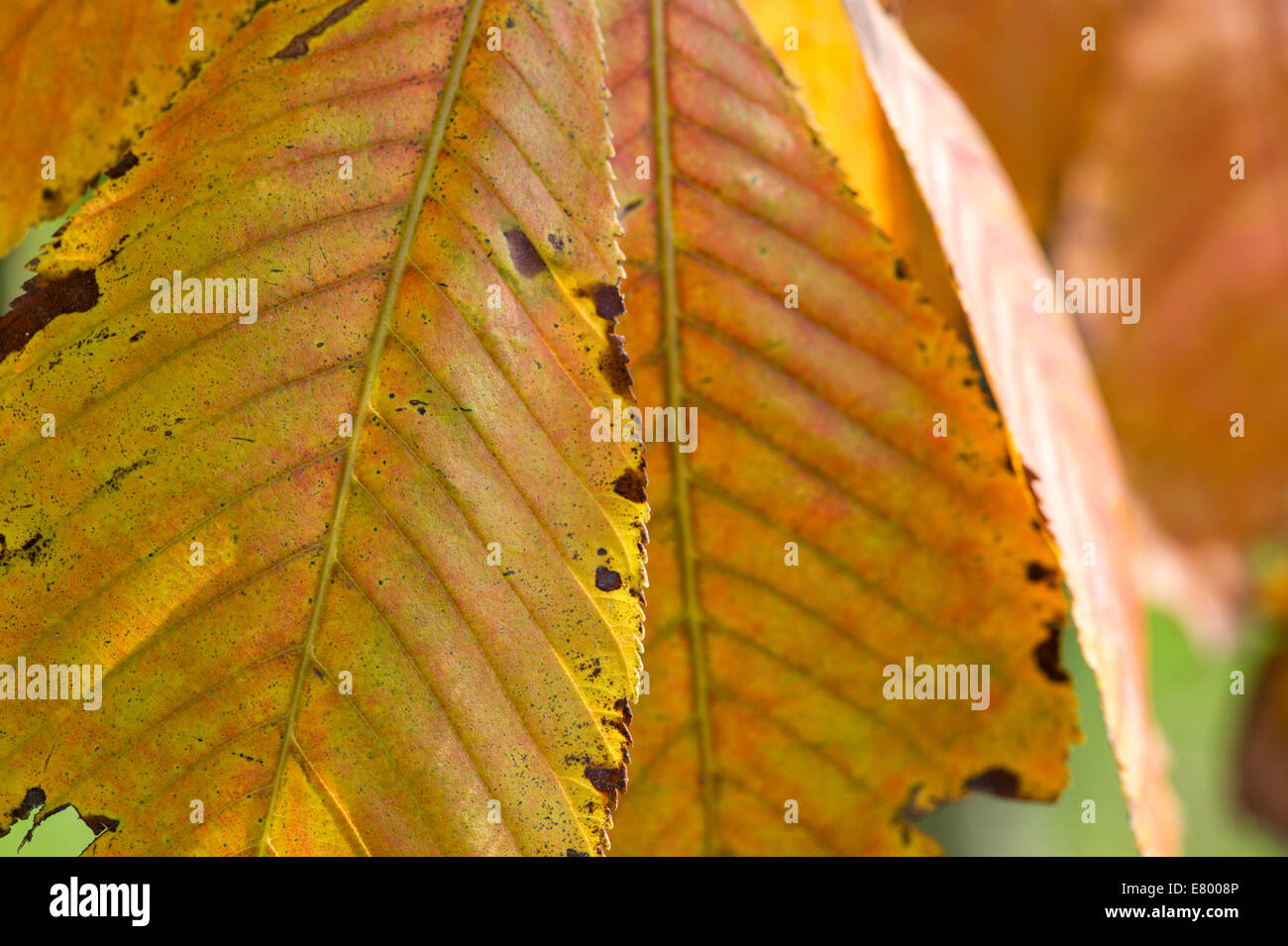 Aesculus Turbinata. Japanese horse chestnut tree leaves in autumn changing colour Stock Photo