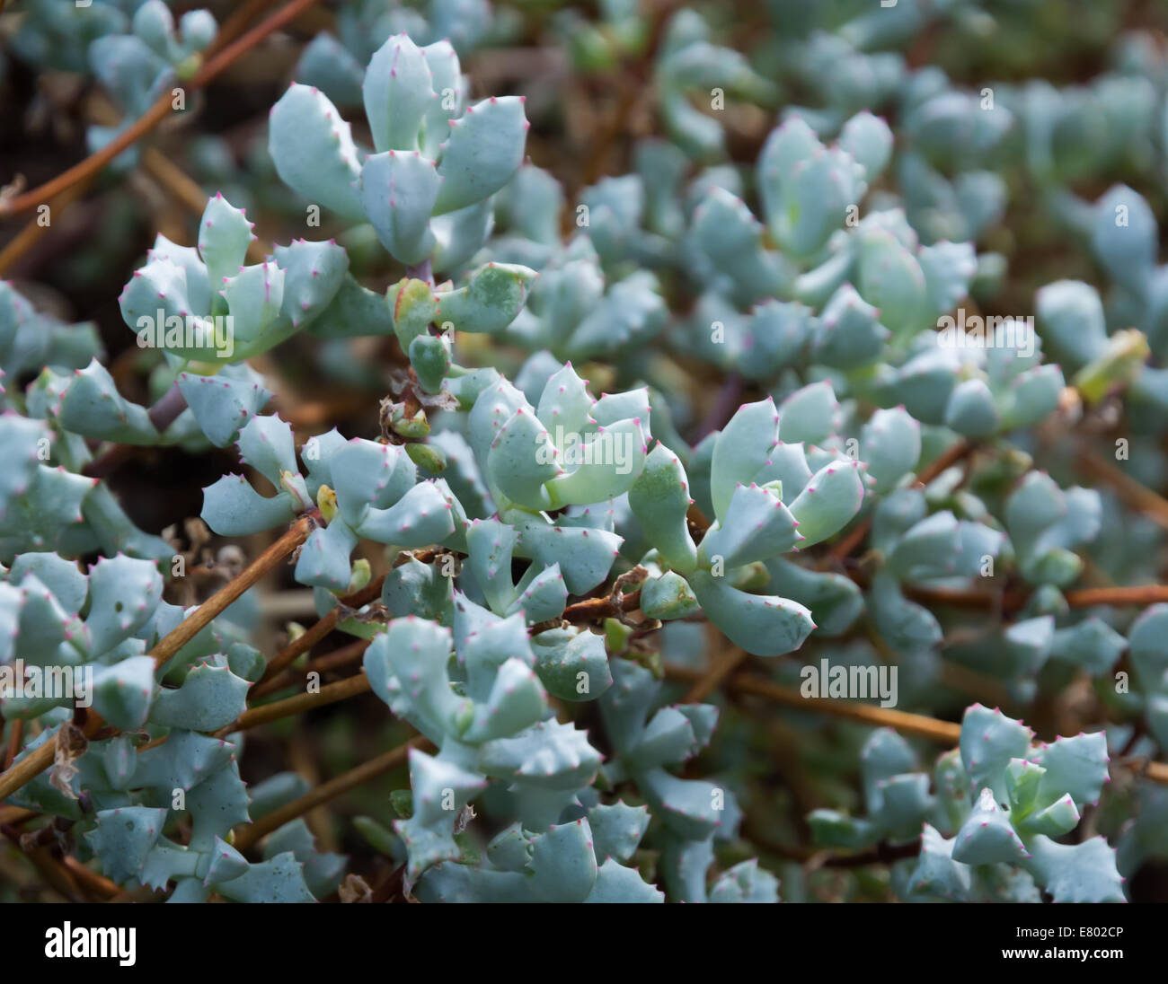 Oscularia deltoides, Lampranthus Multiradiatus or a common name" Wedgewood". Name has been changed recently to Pink Ice Plant. Stock Photo