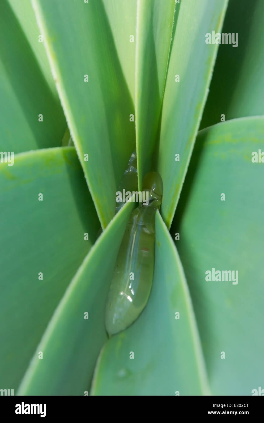 Leaves abstract. Ammocharis coranica, shire bulbs, ground lily. Stock Photo