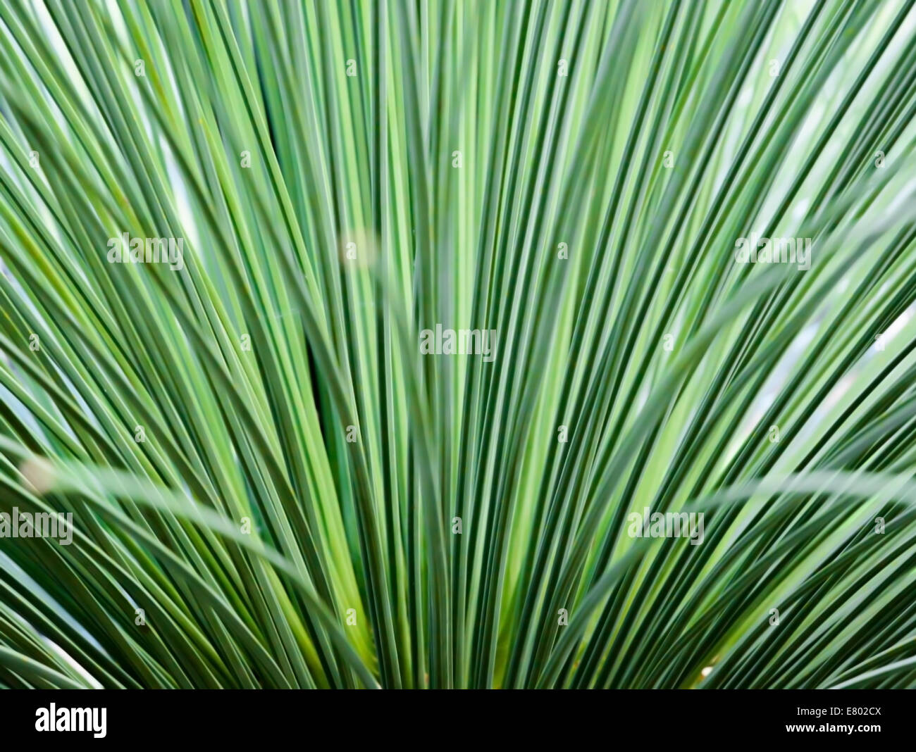 Toothless Sotol, Beargrass, dasylirion quadrangulatum, closeup abstract. Stock Photo