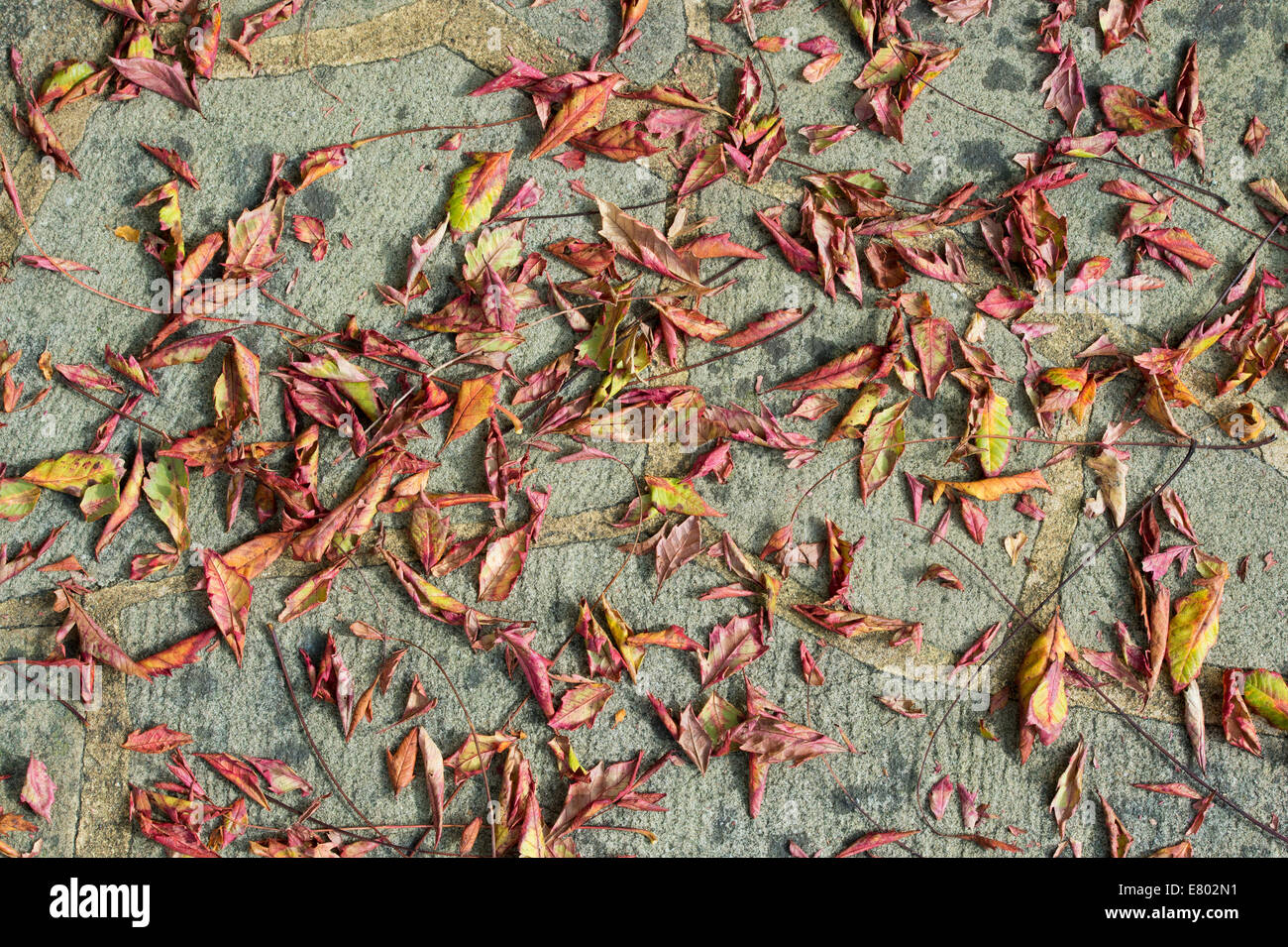 Koelreuteria paniculata. Pride of India / Golden Rain Tree leaves on a concrete garden path. UK Stock Photo